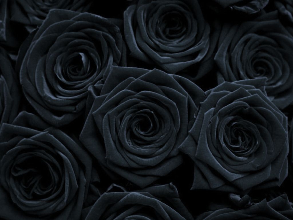 Gothic Rose Wallpapers Wallpaper Cave