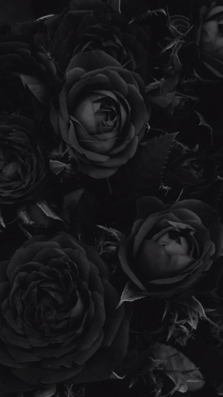 Gothic Rose Wallpapers Wallpaper Cave