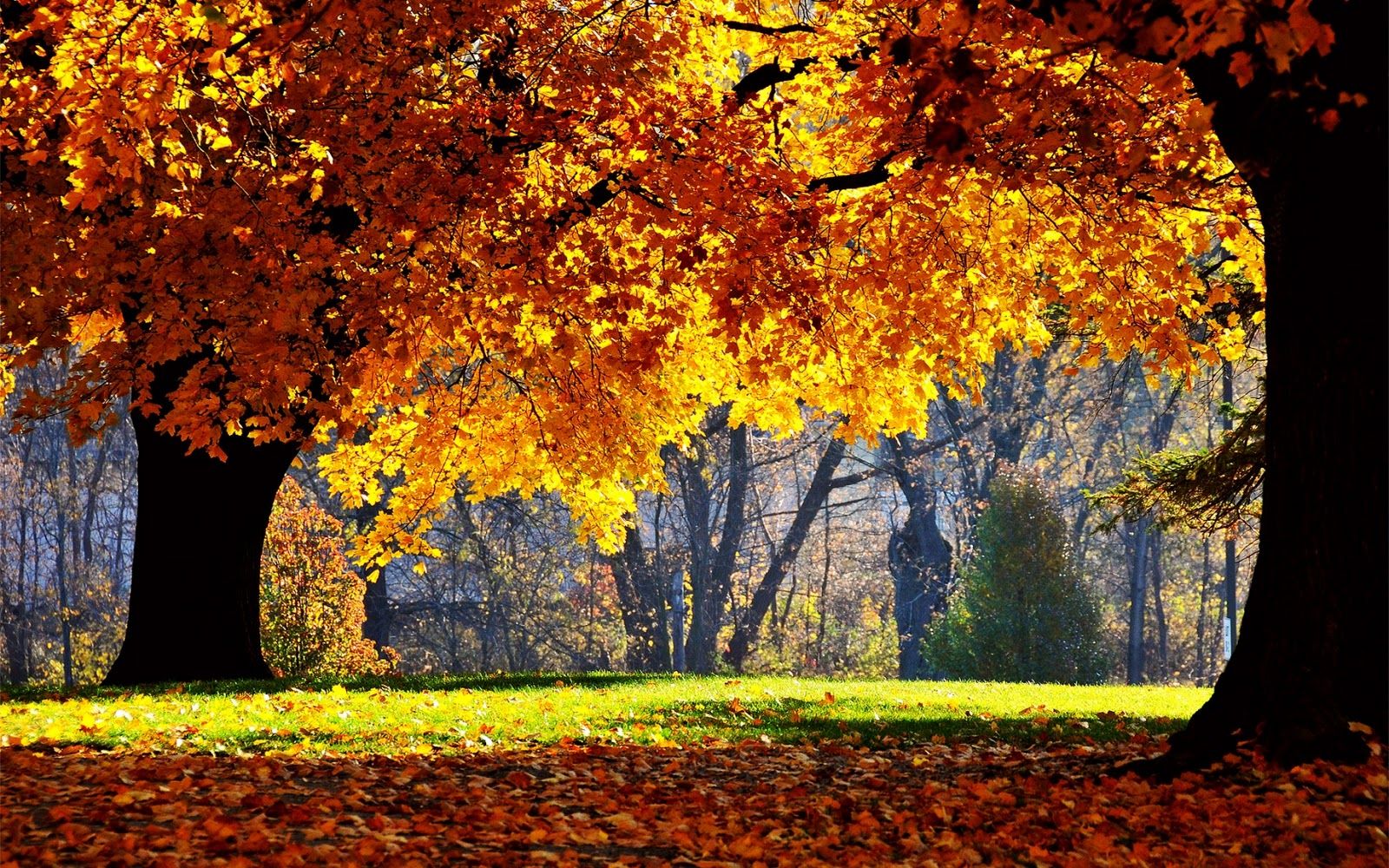 Autumn Windows XP Wallpapers Wallpaper Cave