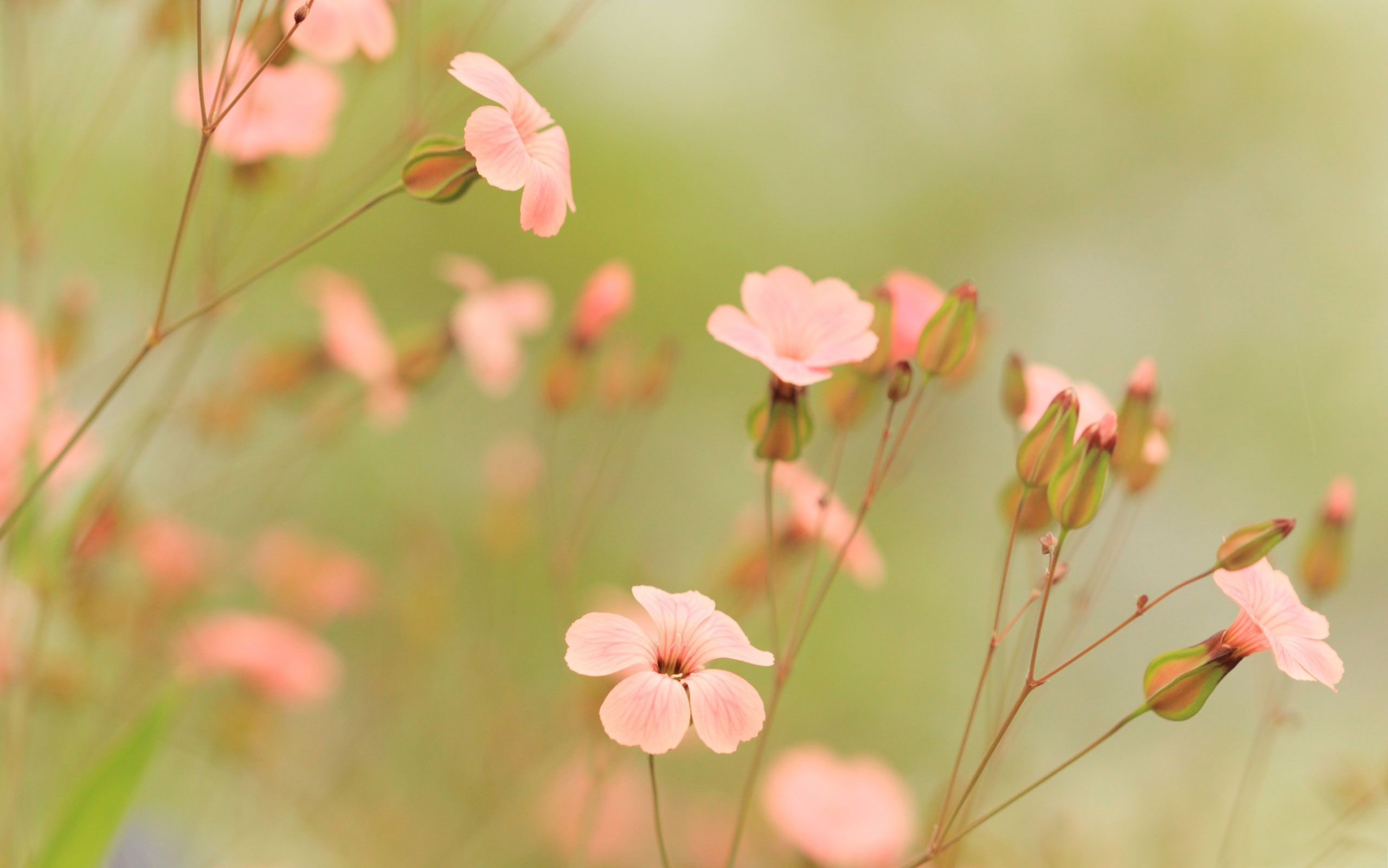 Pink Summer Flowers Wallpapers Wallpaper Cave