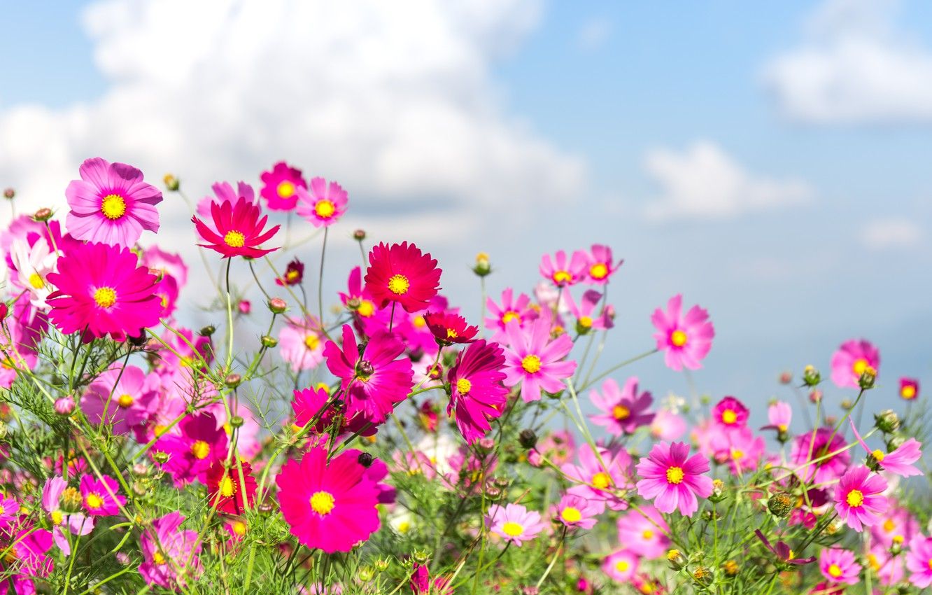 Pink Summer Flowers Wallpapers Wallpaper Cave