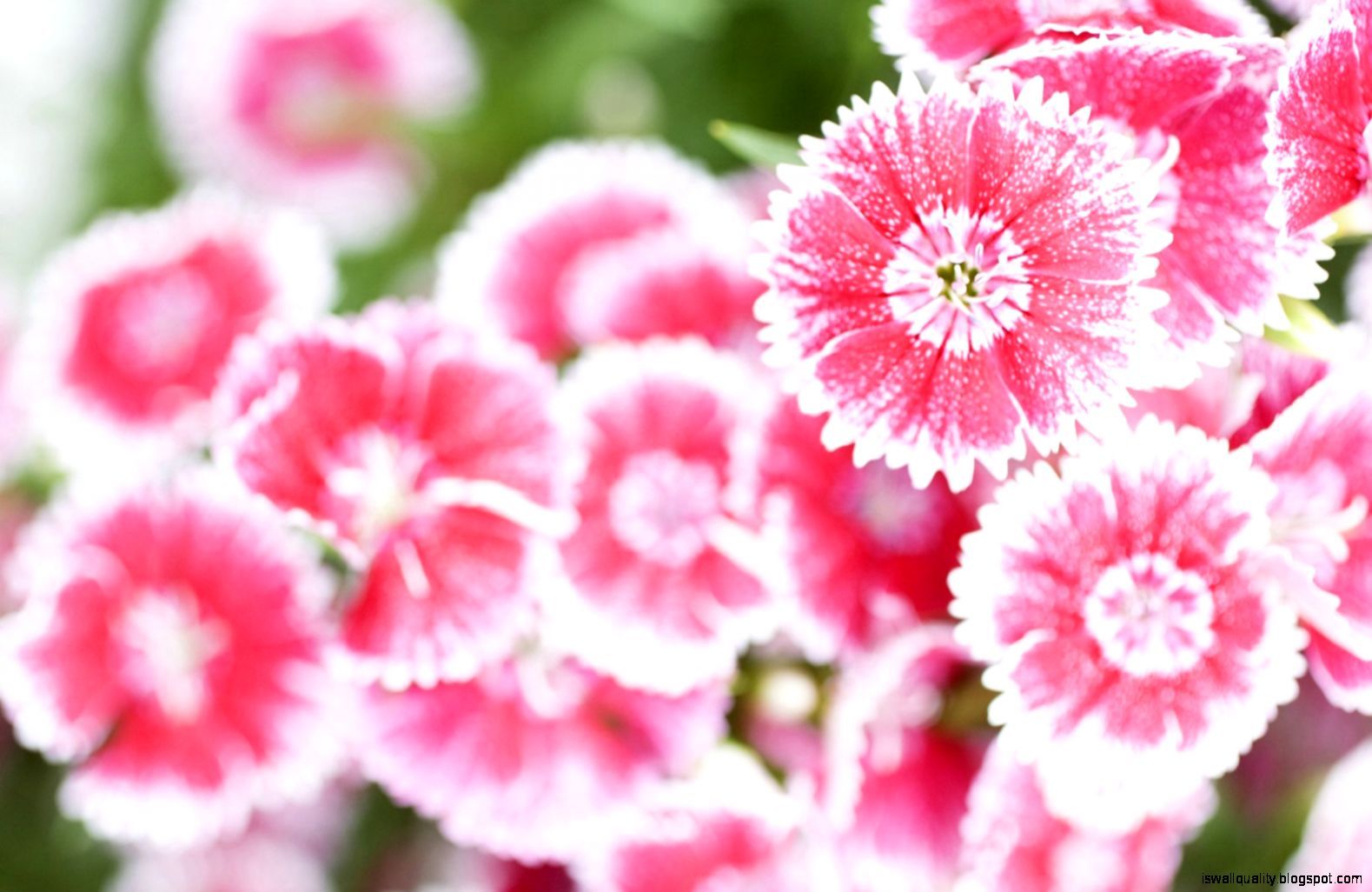 Pink Summer Flowers Wallpapers Wallpaper Cave