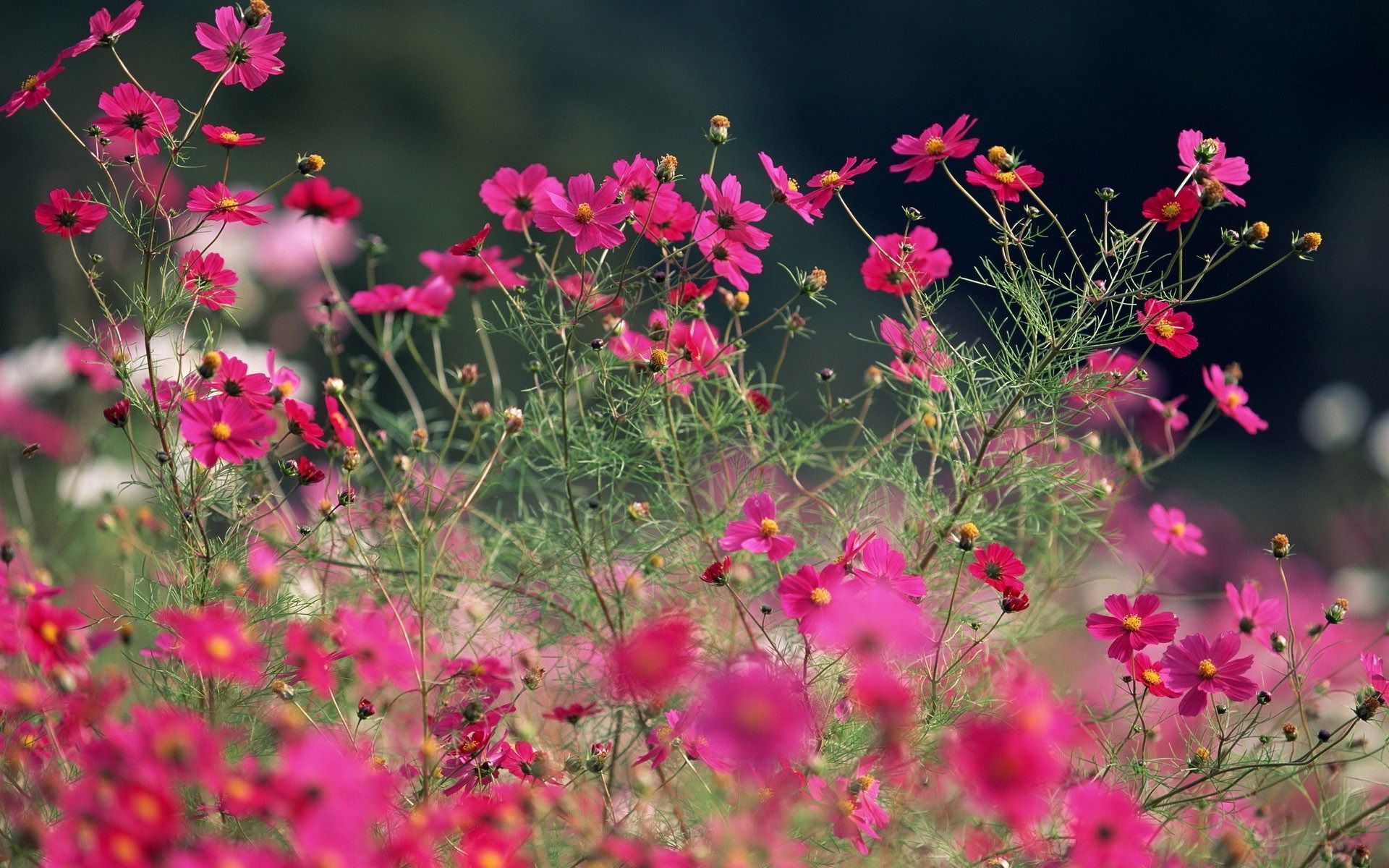 Pink Summer Flowers Wallpapers Wallpaper Cave