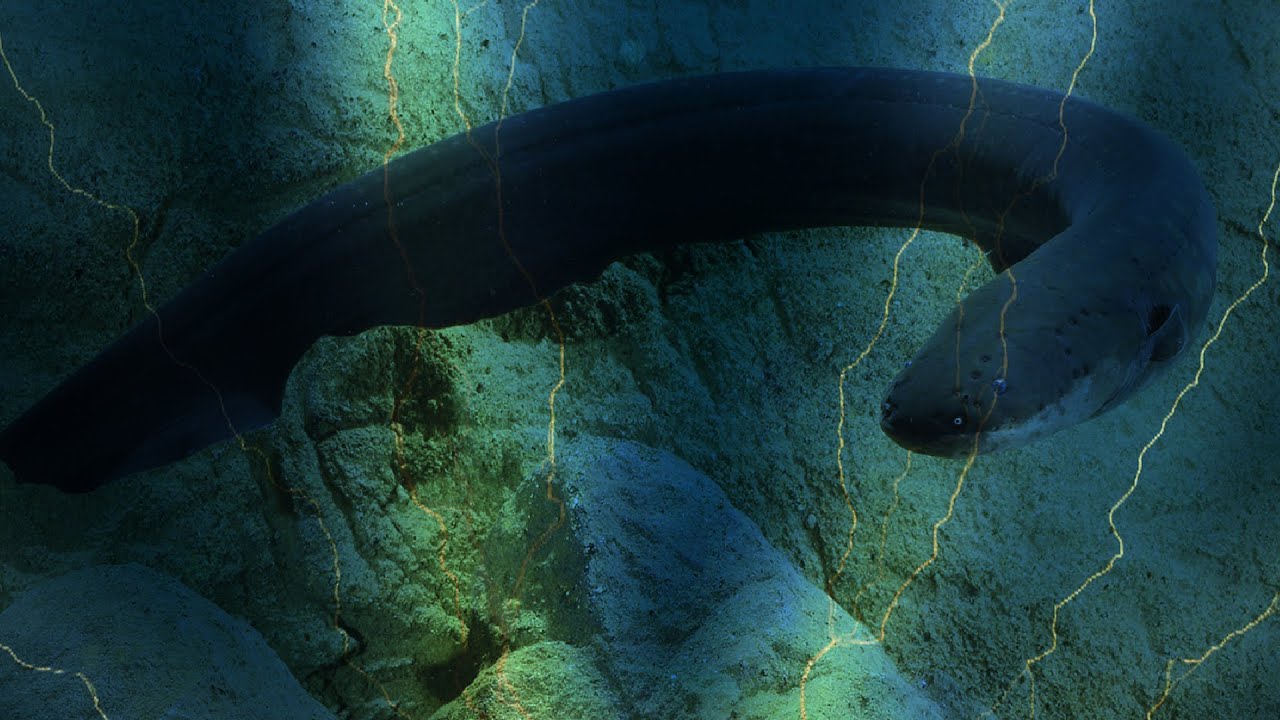 Electric Eels Wallpapers Wallpaper Cave