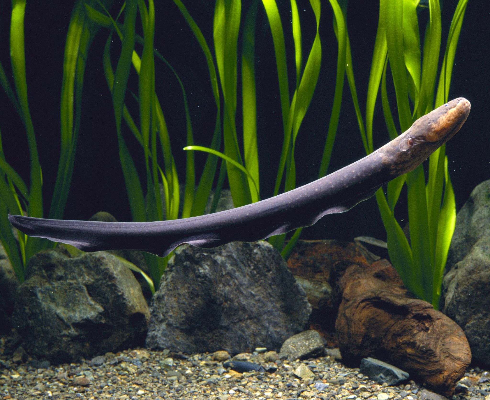 Electric Eels Wallpapers Wallpaper Cave