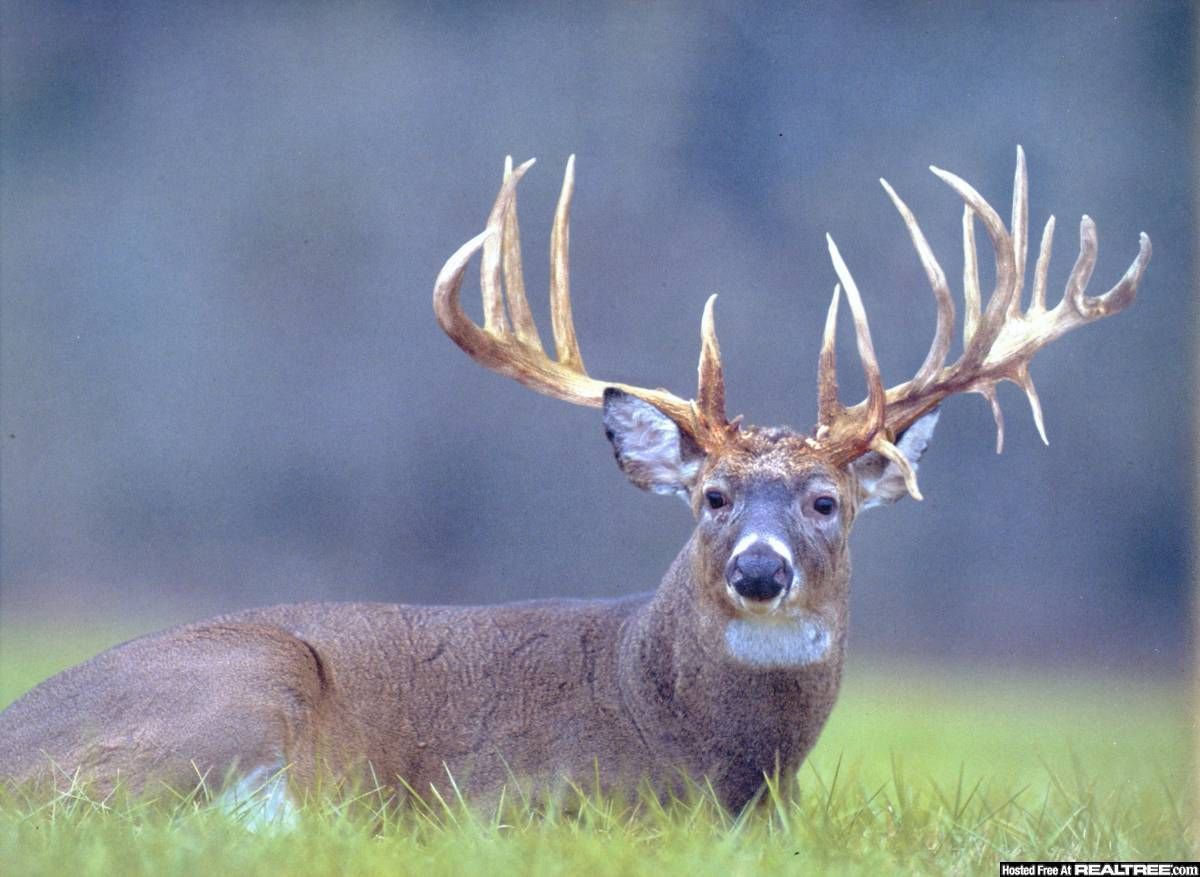 Big Bucks Wallpapers Wallpaper Cave