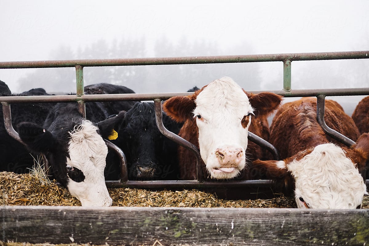 Cows Eating Wallpapers Wallpaper Cave