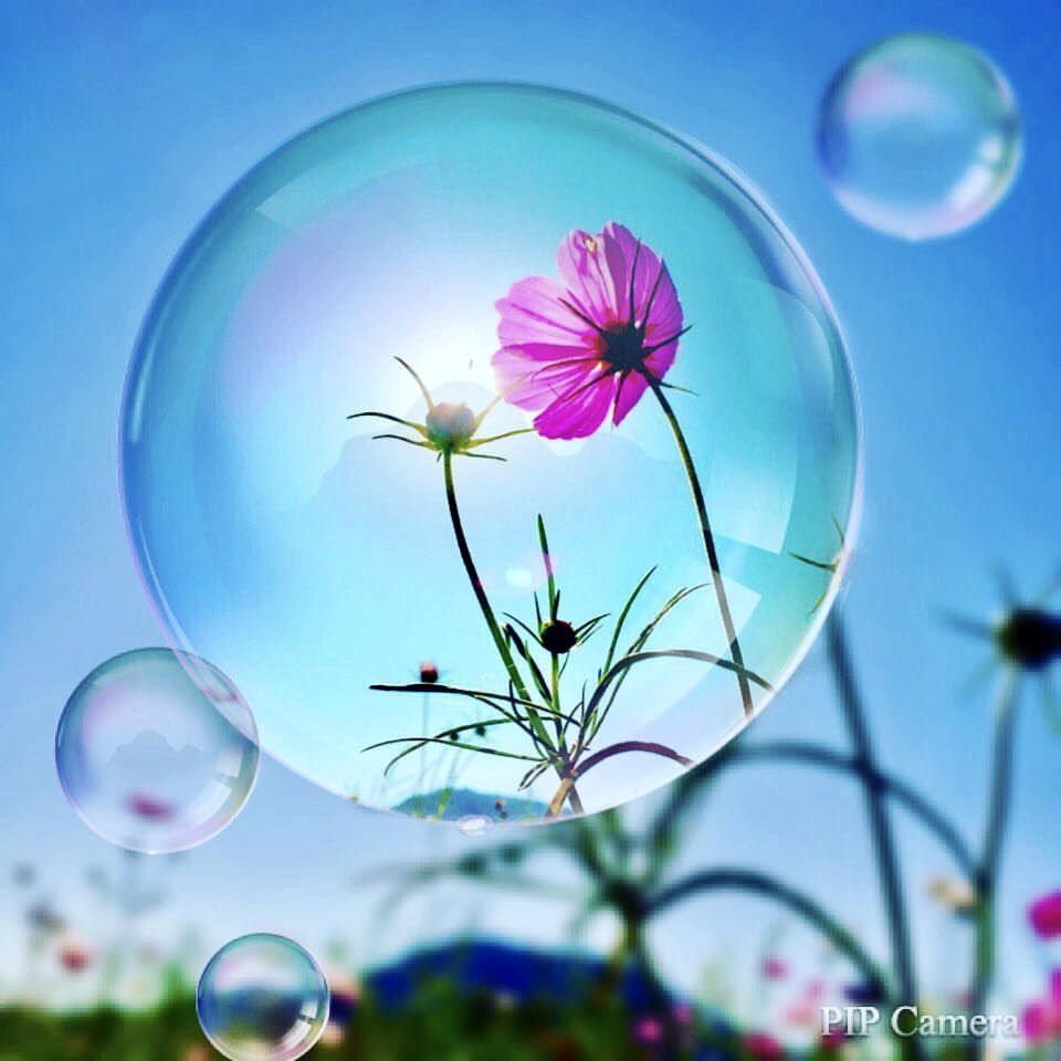 Flowers And Bubbles Wallpapers Wallpaper Cave