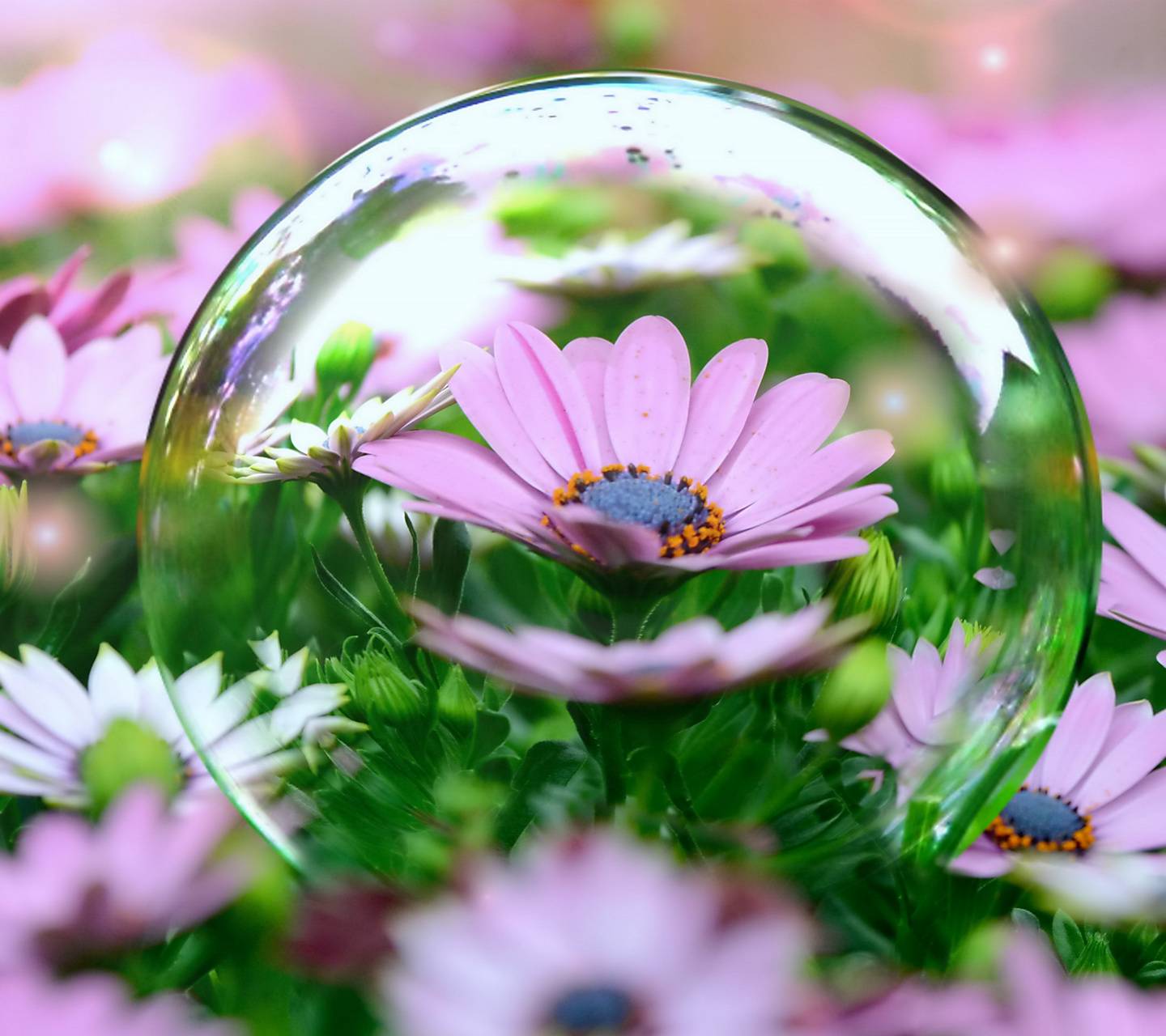 Flowers And Bubbles Wallpapers Wallpaper Cave