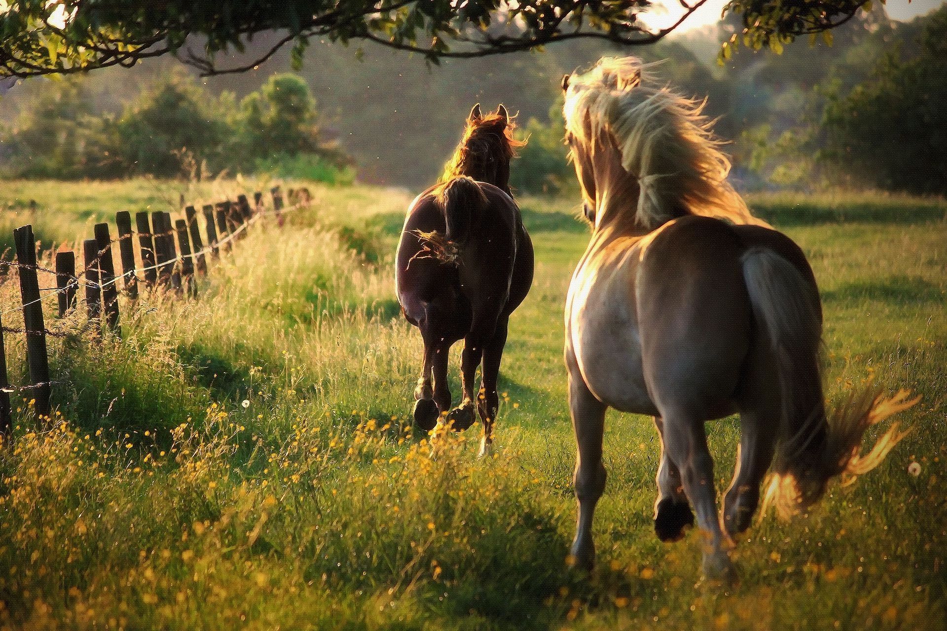Horse Wallpapers Wallpaper Cave
