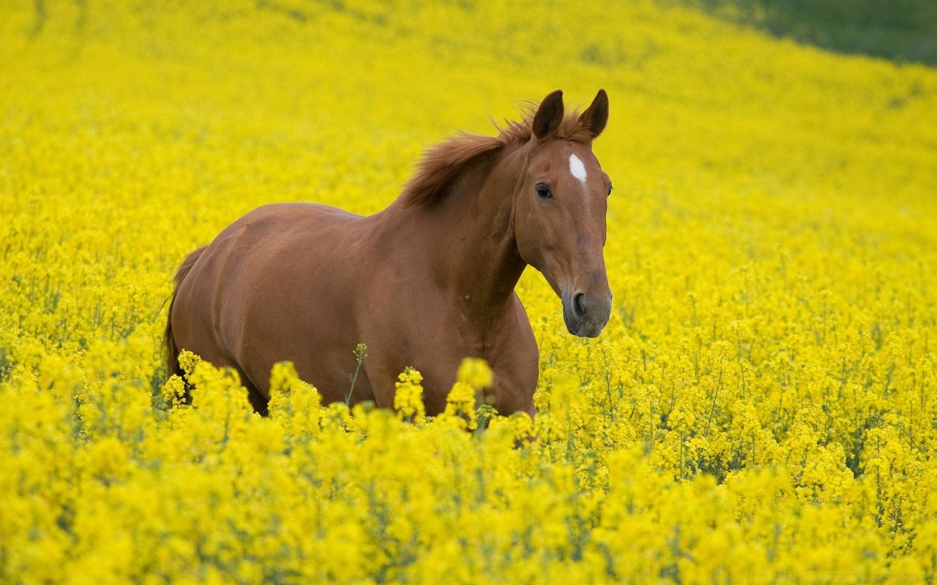 Summer Horse Wallpapers Wallpaper Cave