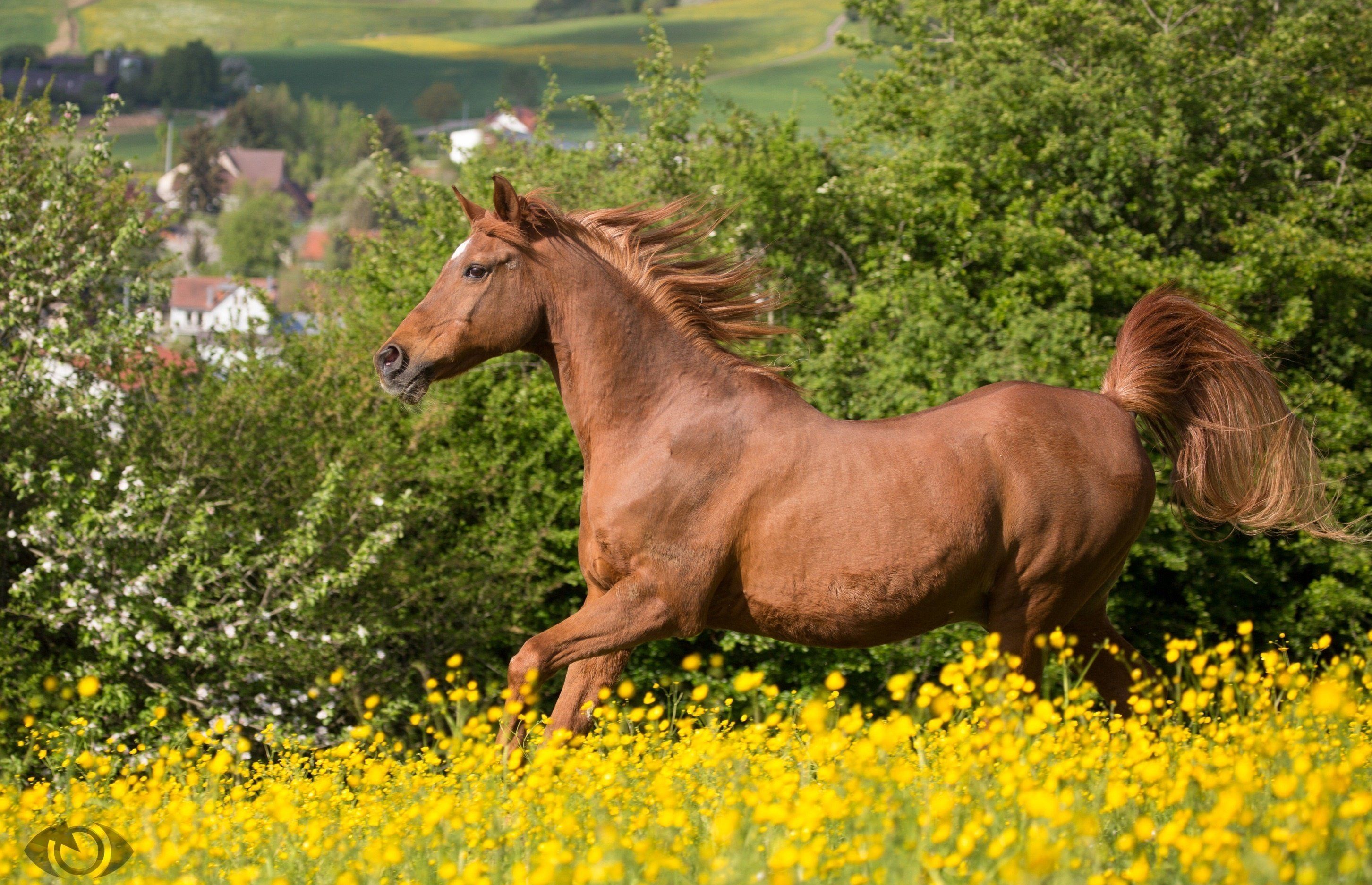 Summer Horse Wallpapers Wallpaper Cave