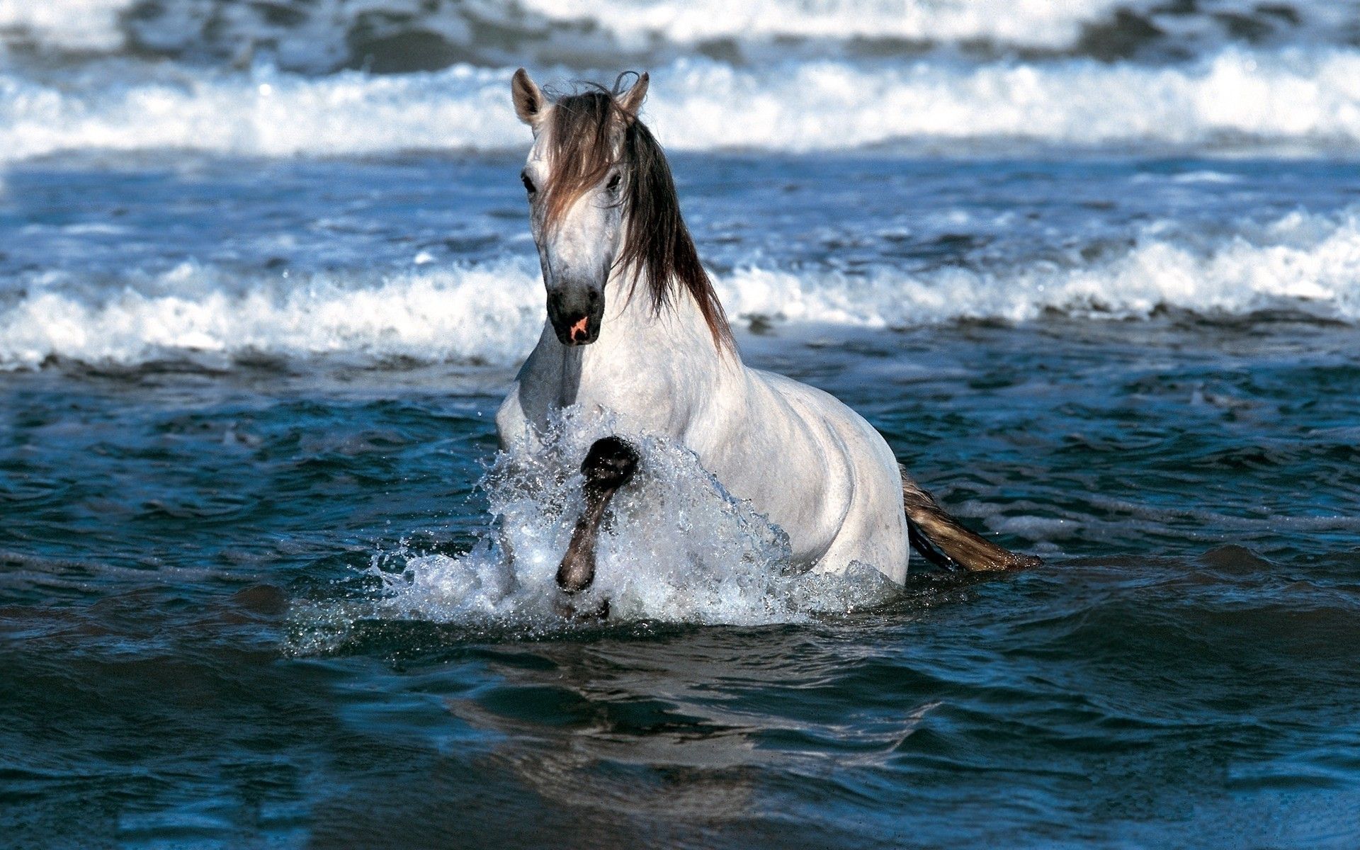 Summer Horse Wallpapers Wallpaper Cave