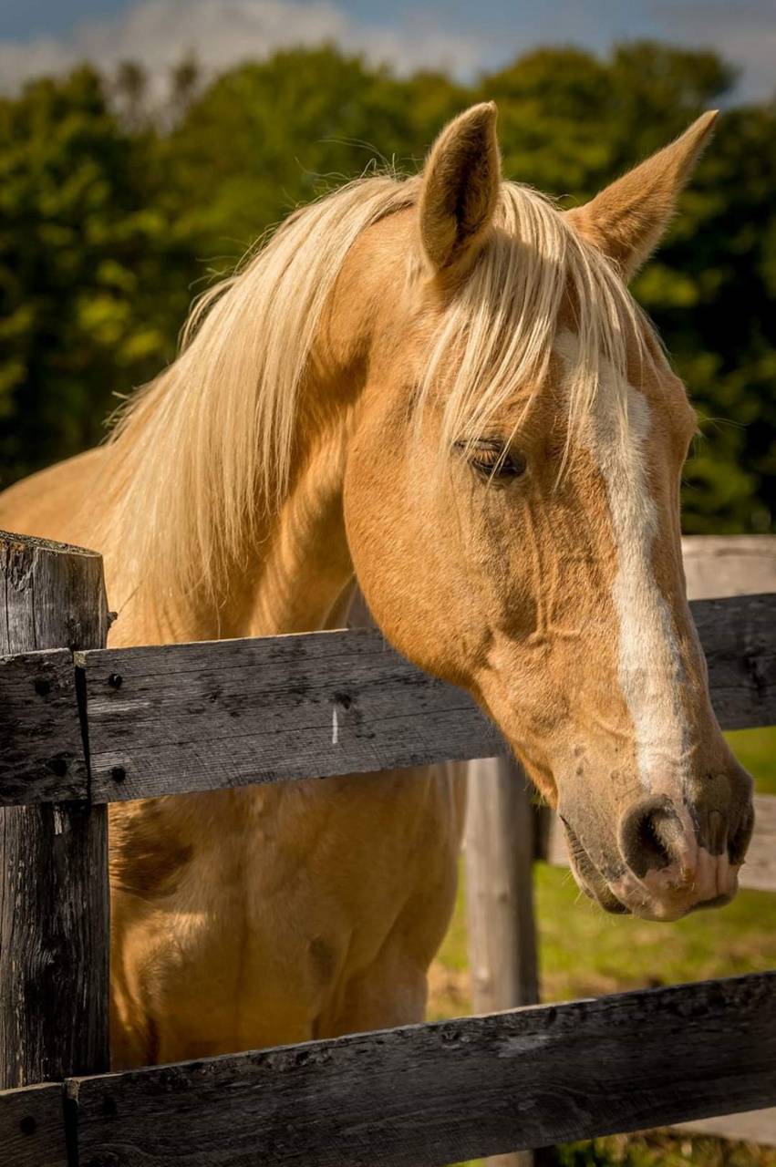 Summer Horse Wallpapers Wallpaper Cave