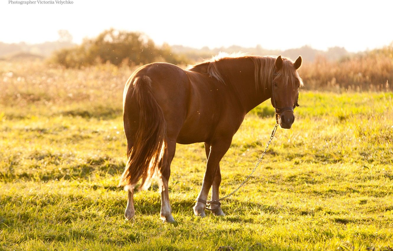Summer Horse Wallpapers Wallpaper Cave