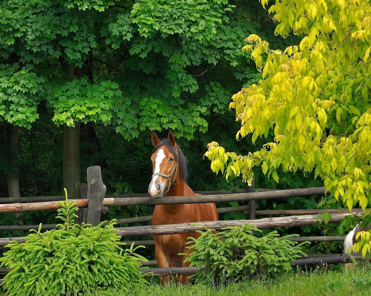 Summer Horse Wallpapers Wallpaper Cave