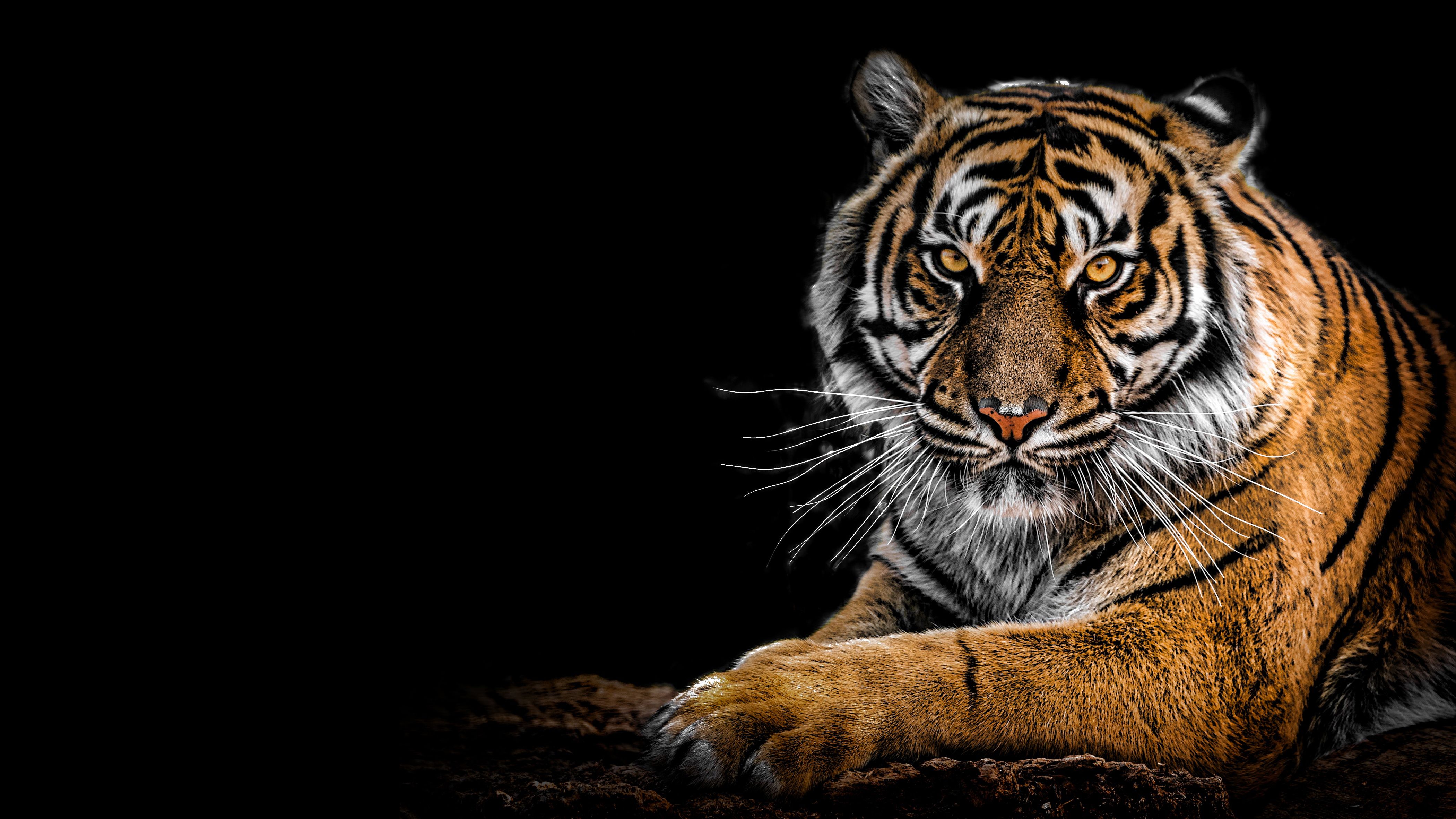 Amoled Tiger Wallpapers Wallpaper Cave