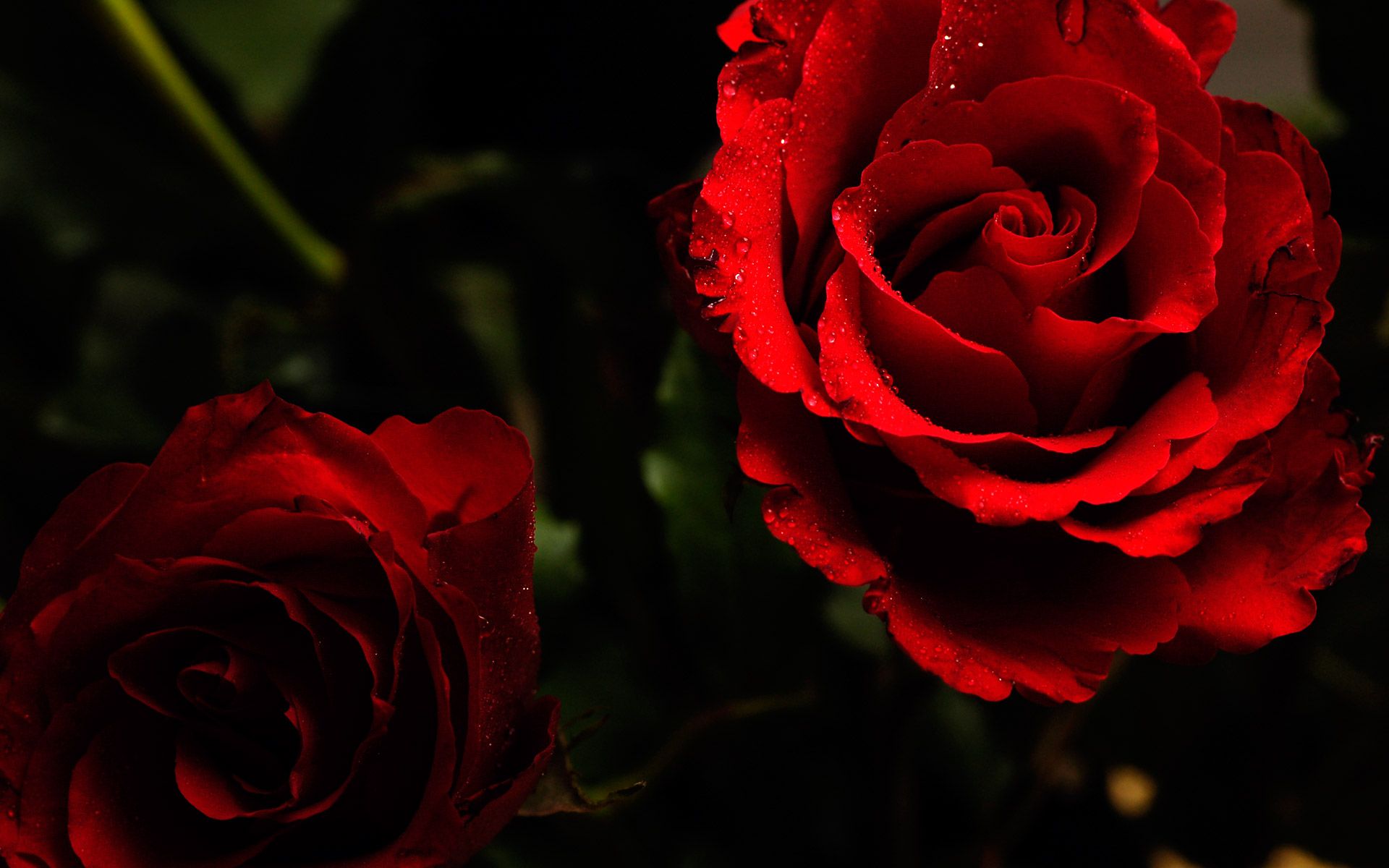 Wet Roses Wallpapers Wallpaper Cave