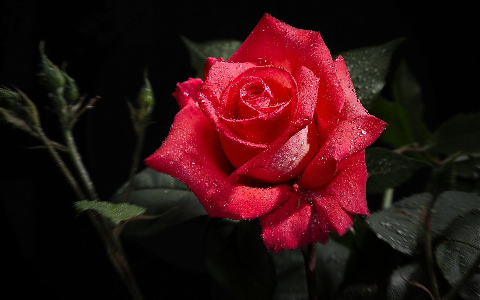Wet Roses Wallpapers Wallpaper Cave