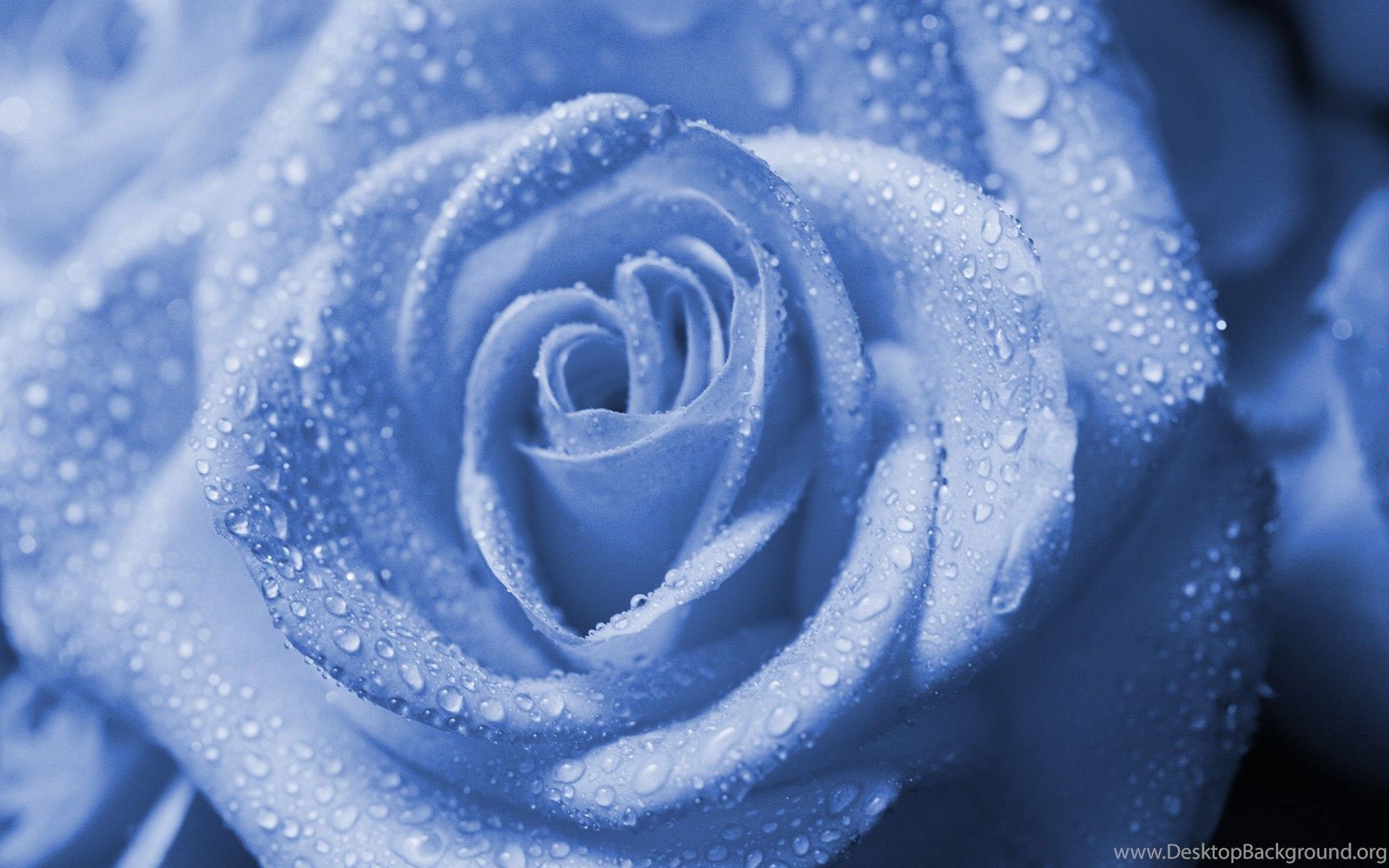 Wet Roses Wallpapers Wallpaper Cave