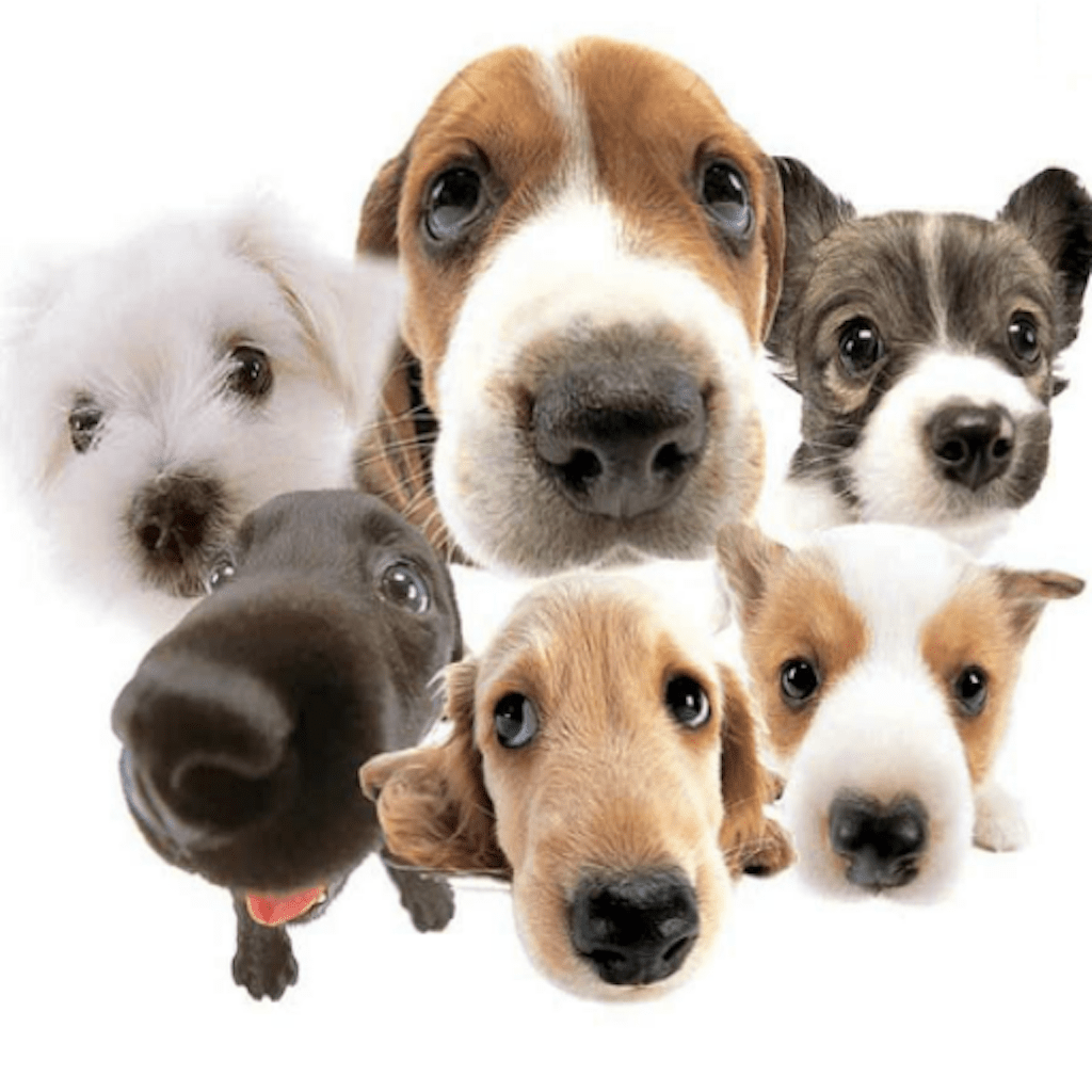 Ugly Animals Wallpapers Wallpaper Cave