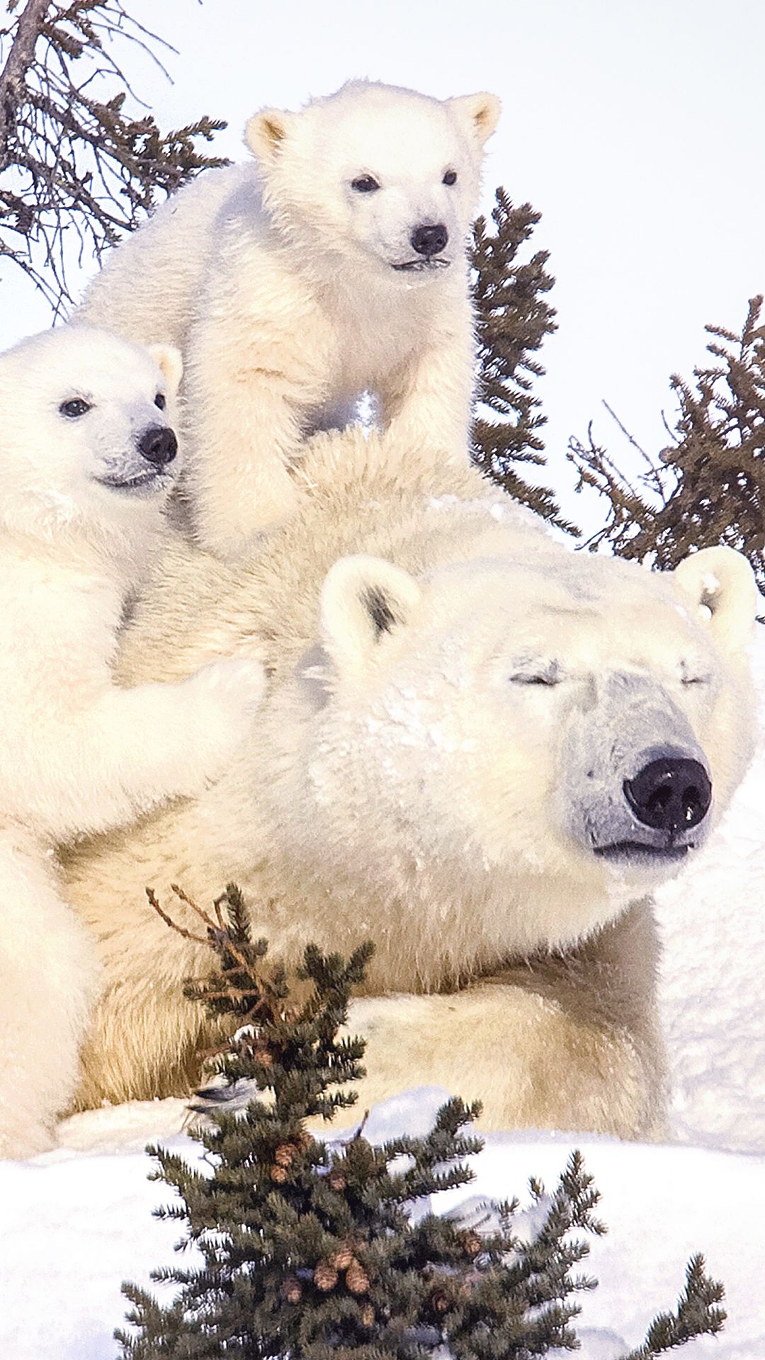 Polar Bear Family Wallpapers Wallpaper Cave