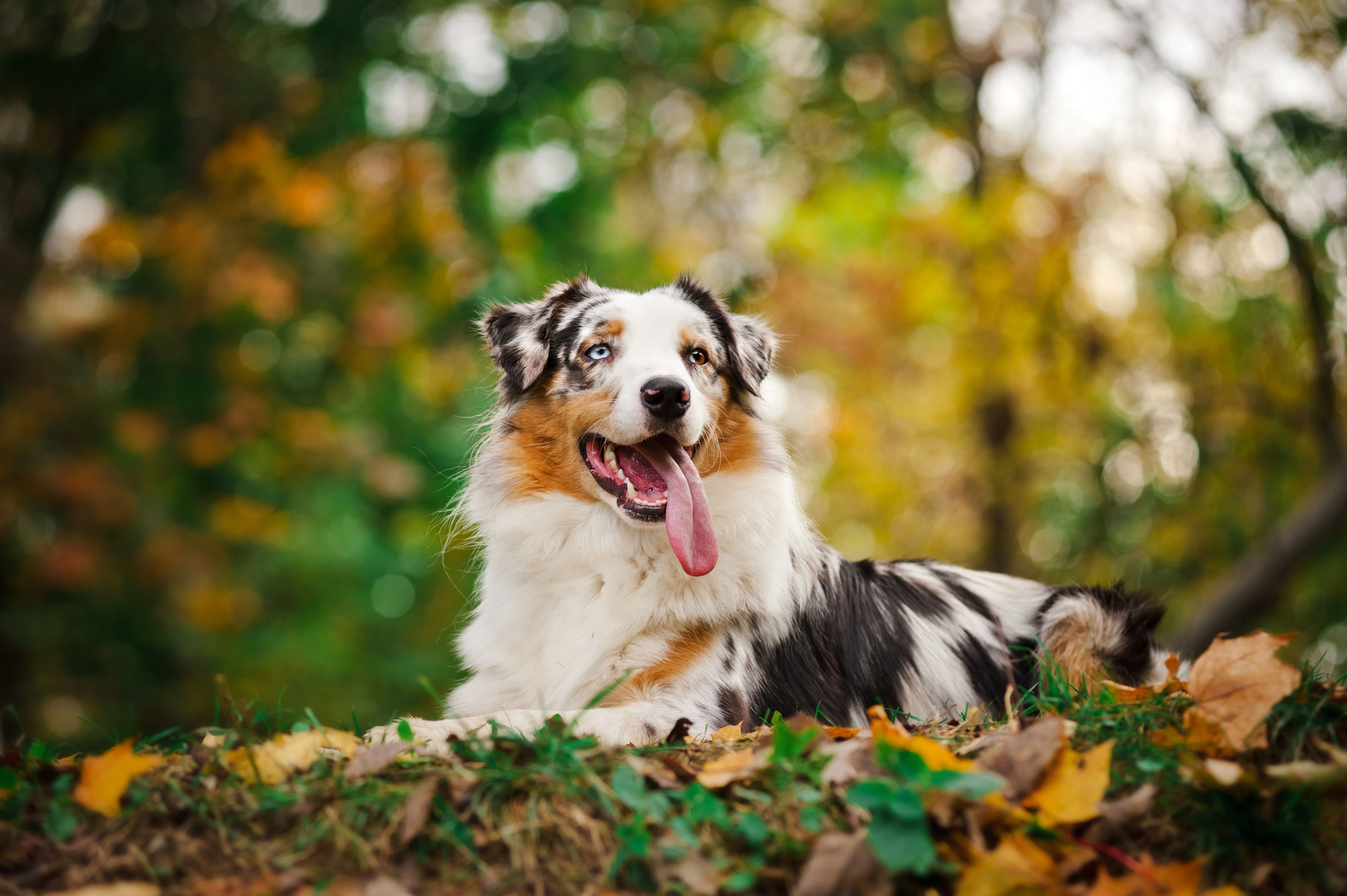Australian Shepherd Dogs Wallpapers Wallpaper Cave