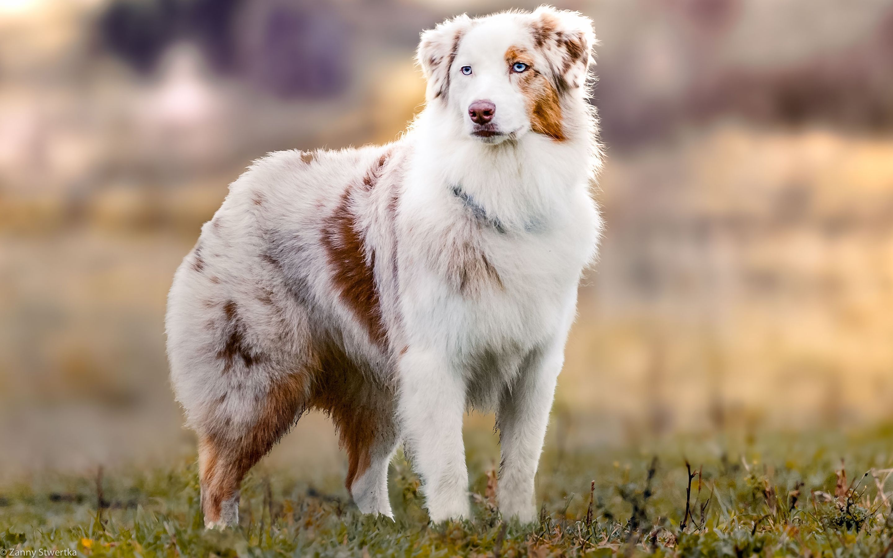 Australian Shepherd HD Wallpapers Wallpaper Cave