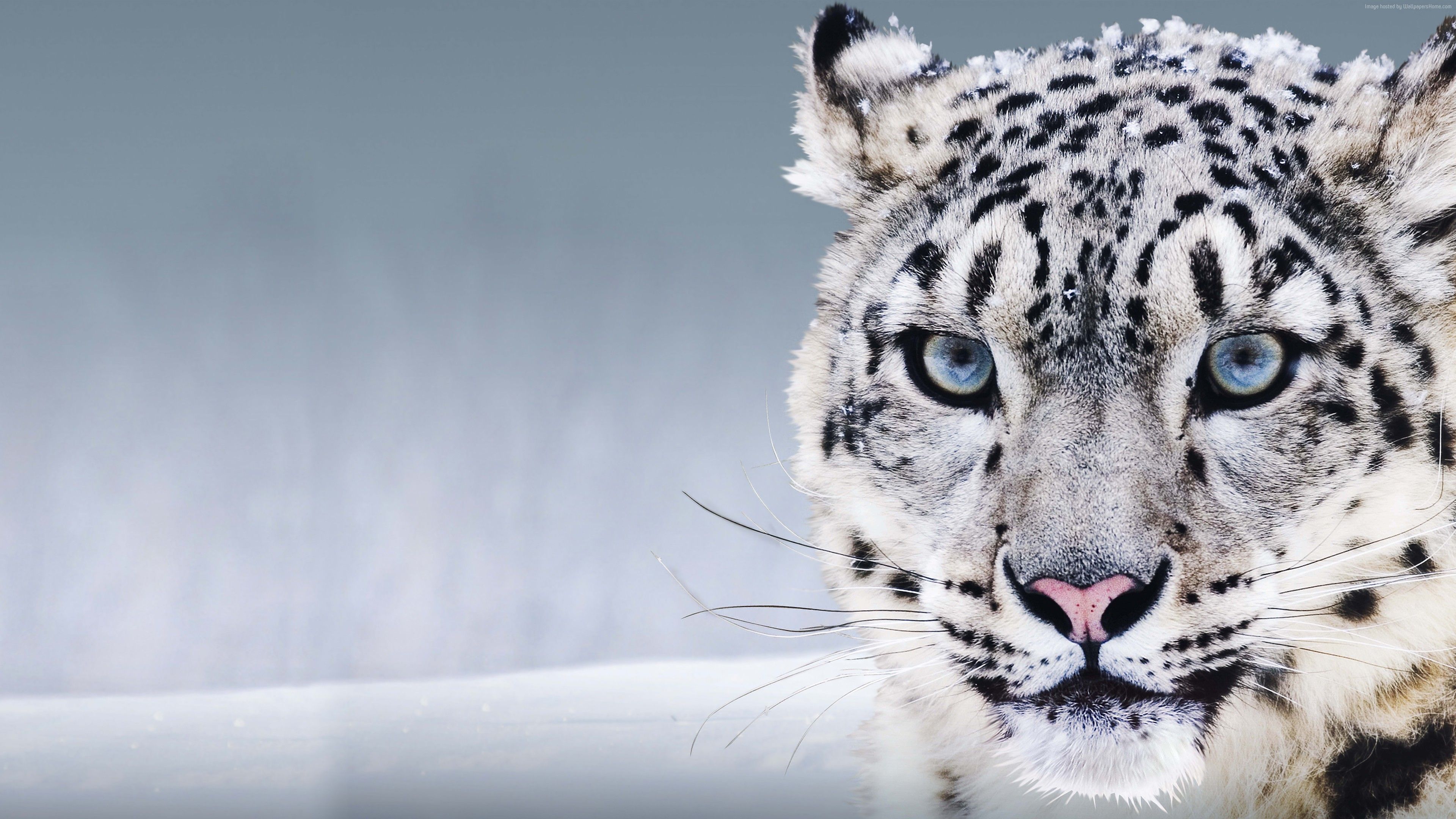 Snow Leopard HD Wallpapers Wallpaper Cave