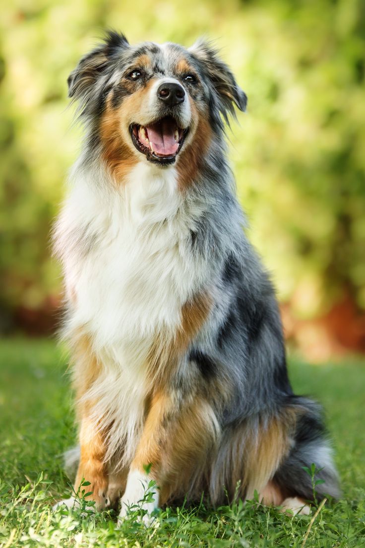 Australian Shepherd HD Wallpapers Wallpaper Cave