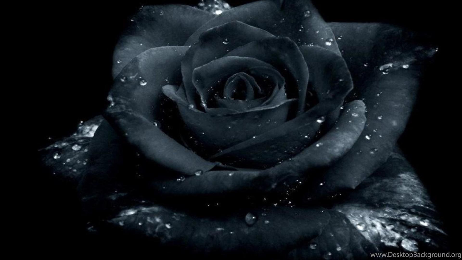 Dark Roses Wallpapers Wallpaper Cave