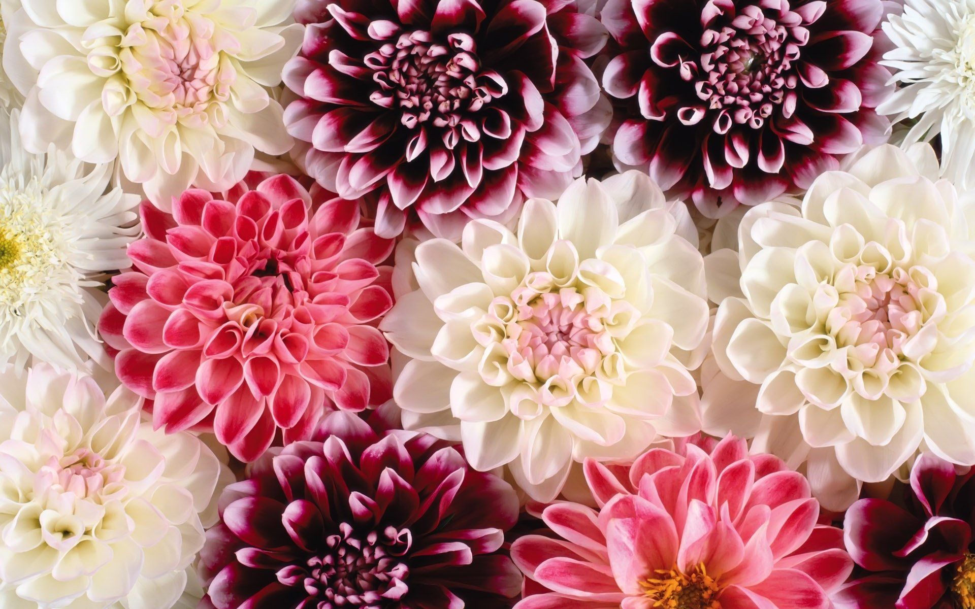 Dahlia Flower Wallpapers Wallpaper Cave