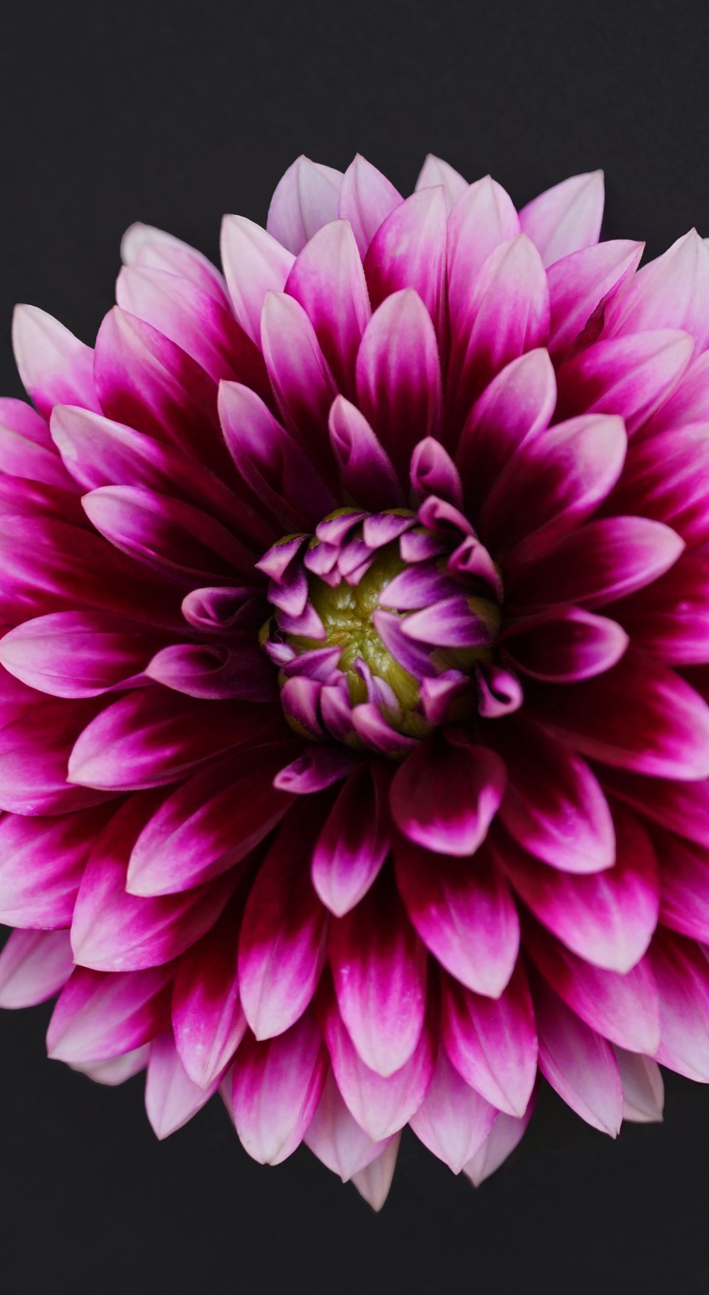 Dahlias Wallpapers Wallpaper Cave