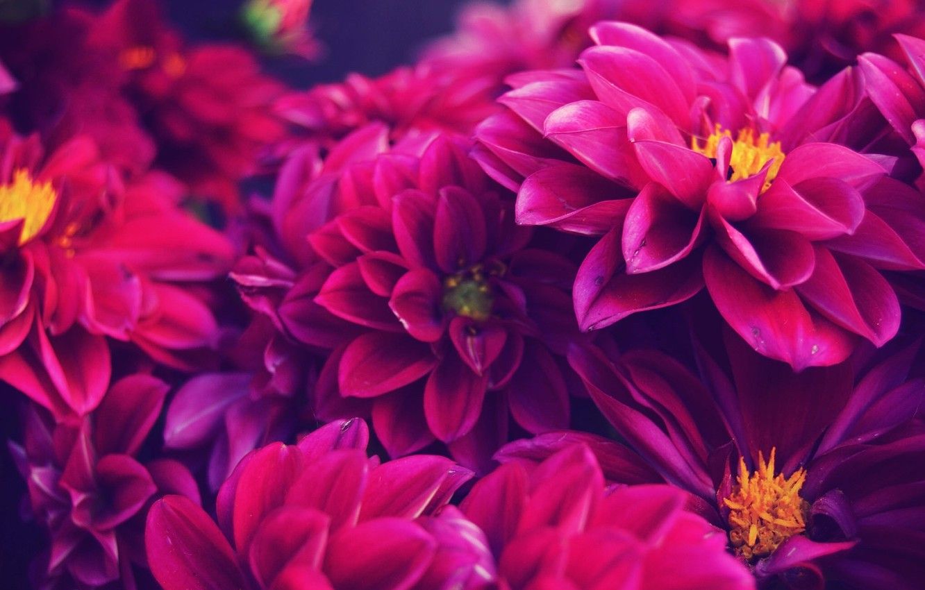 Dahlias Wallpapers Wallpaper Cave