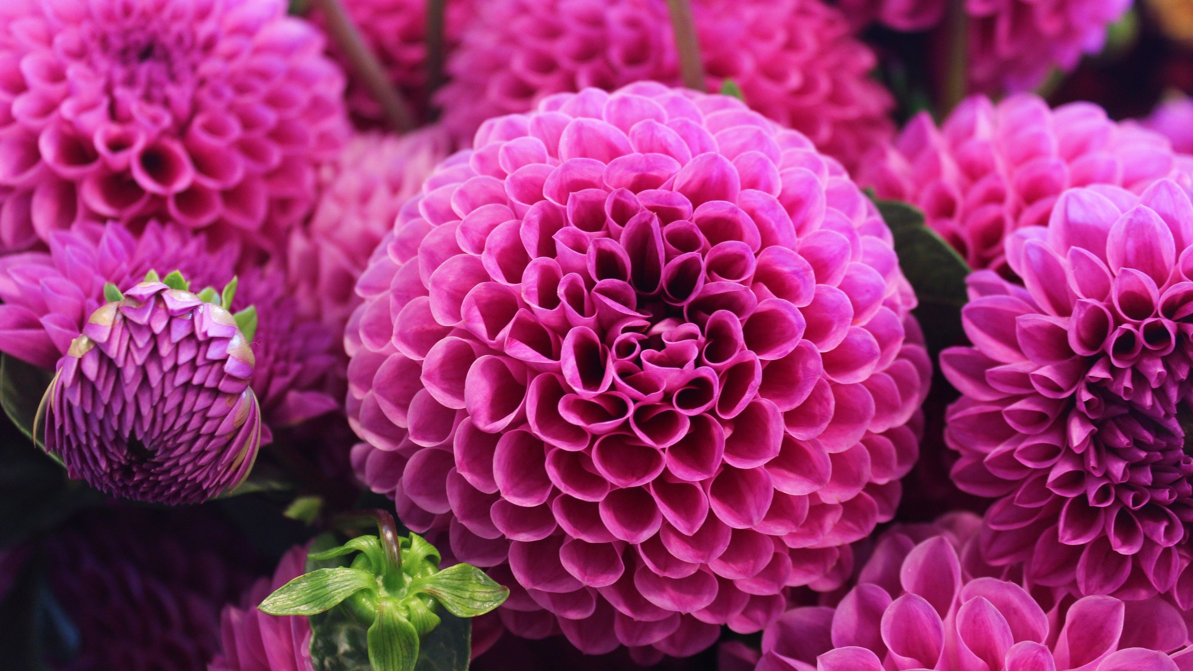 Dahlias Wallpapers Wallpaper Cave