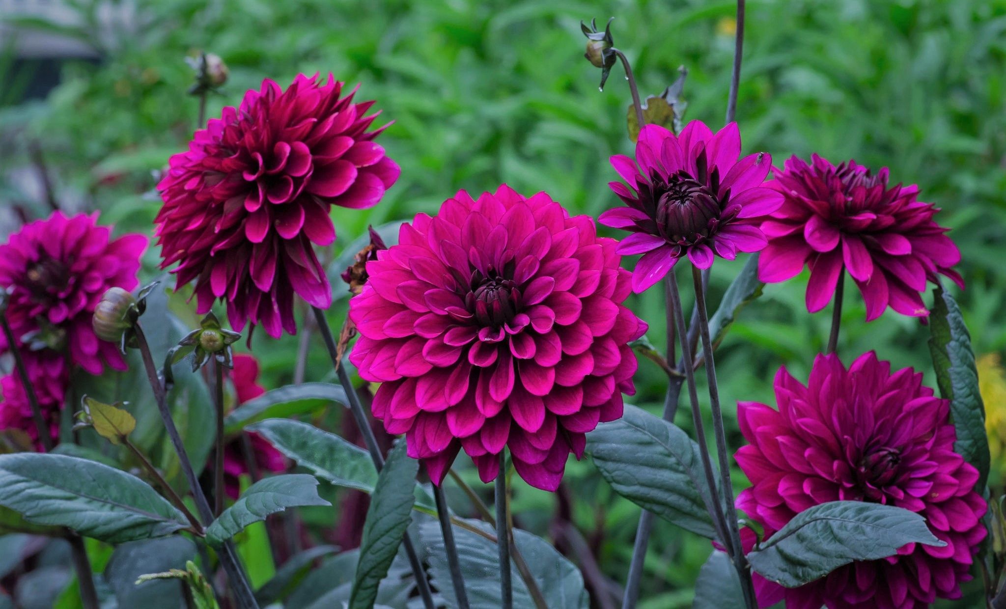 Dahlias Wallpapers Wallpaper Cave