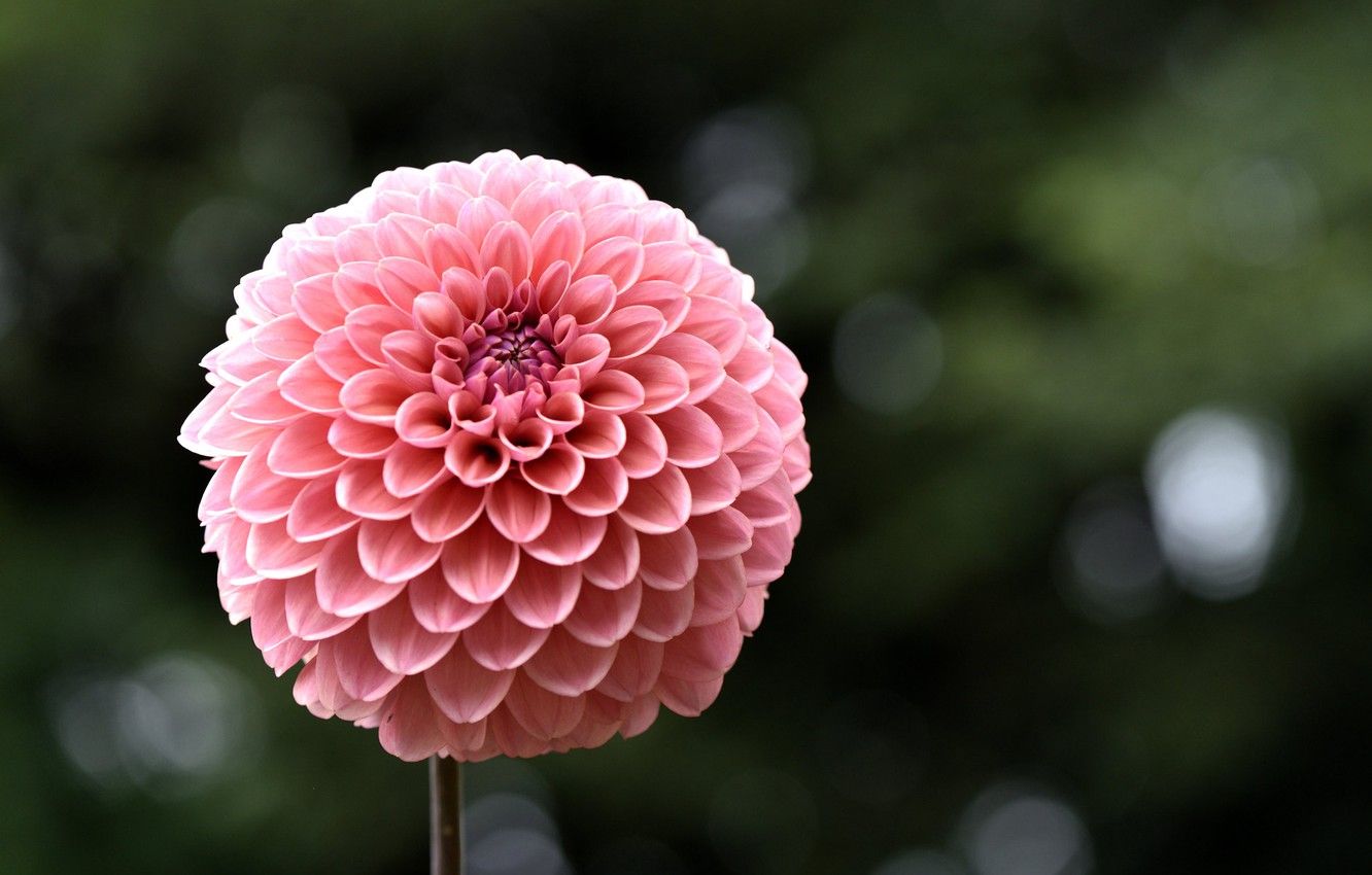 Dahlias Wallpapers Wallpaper Cave