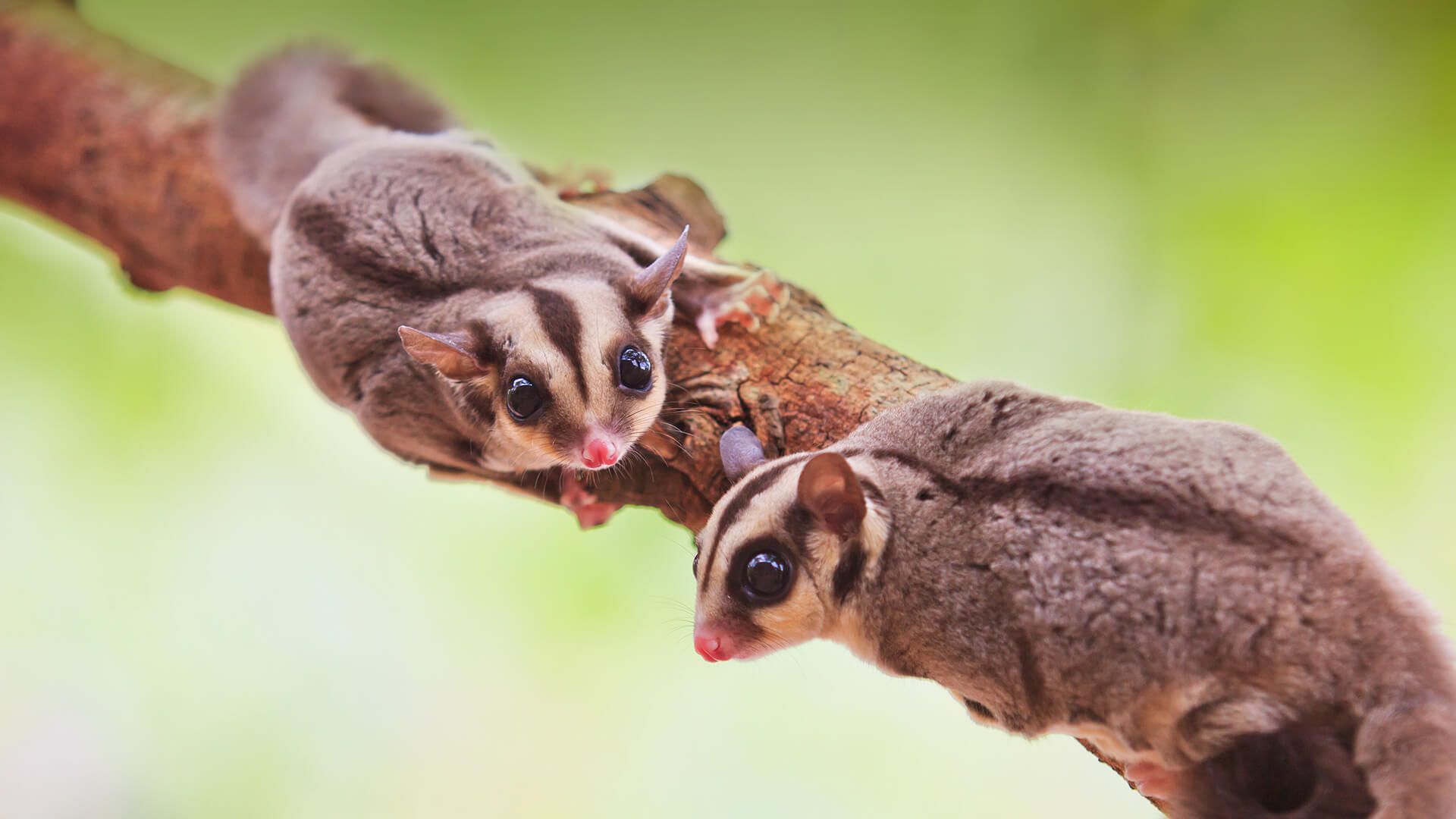 Sugar Gliders Wallpapers Wallpaper Cave