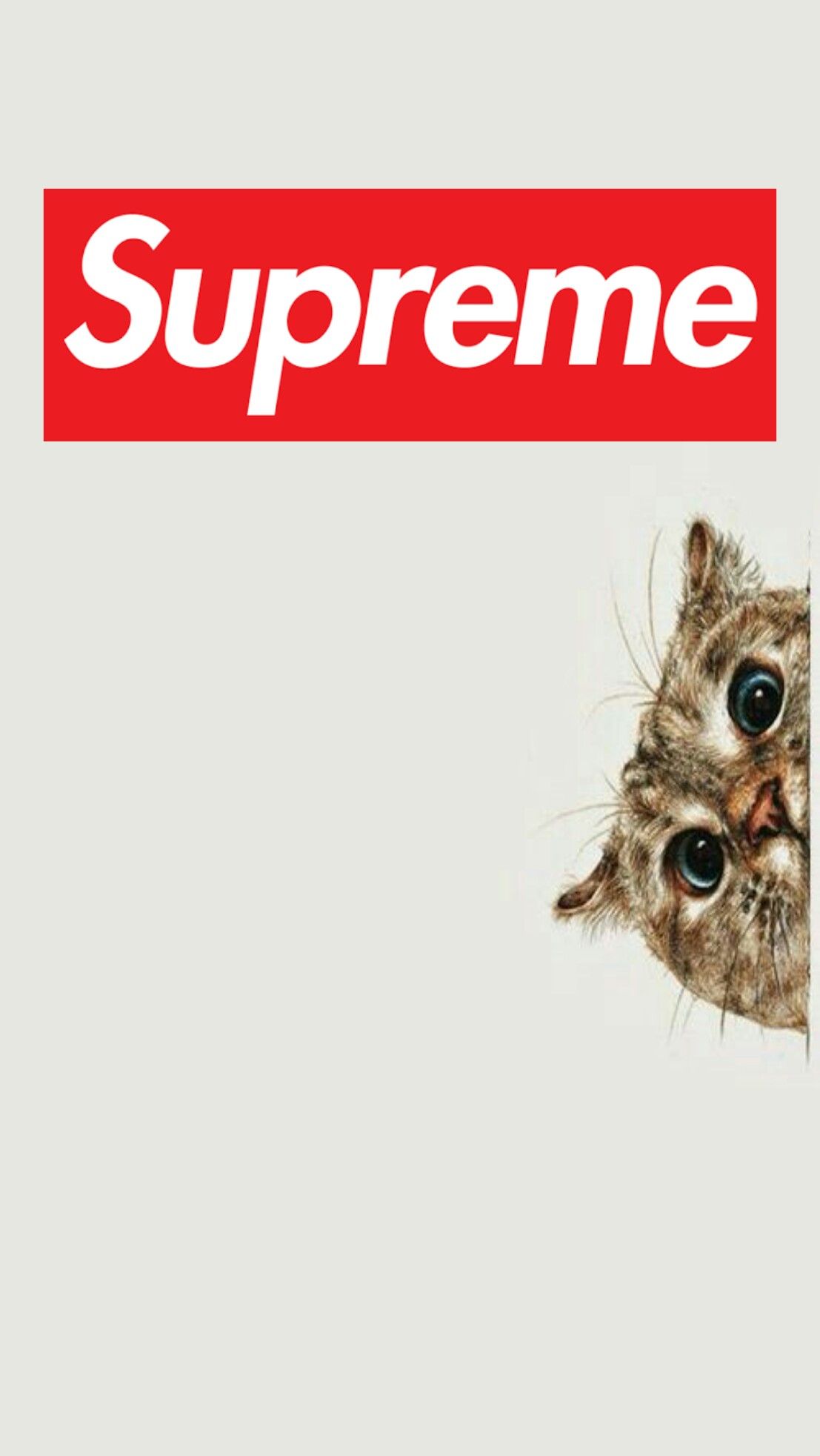 Supreme Cat Wallpapers Wallpaper Cave