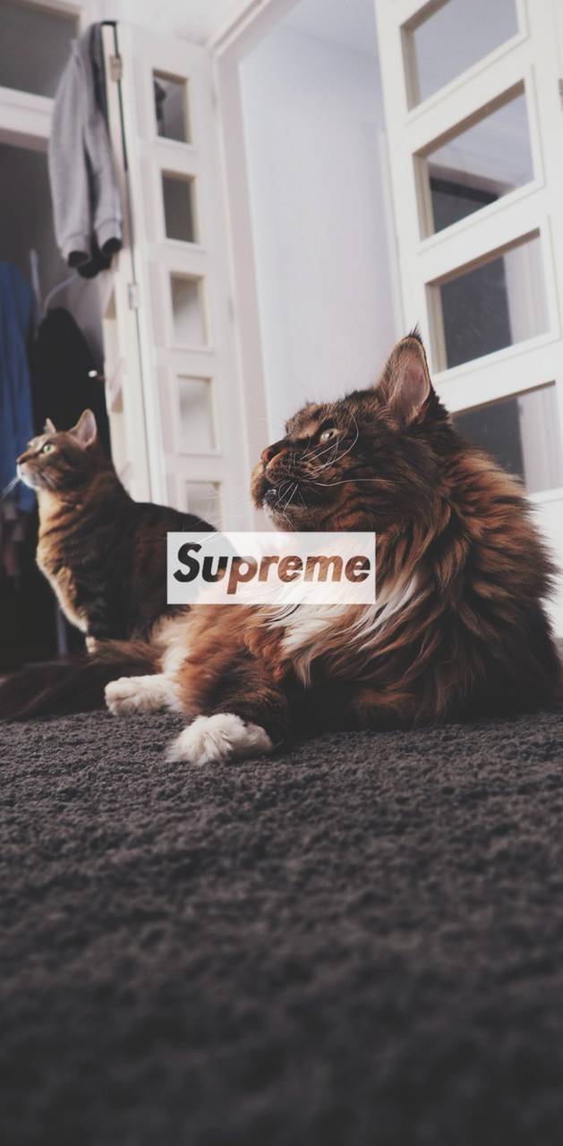 Supreme Cat Wallpapers Wallpaper Cave