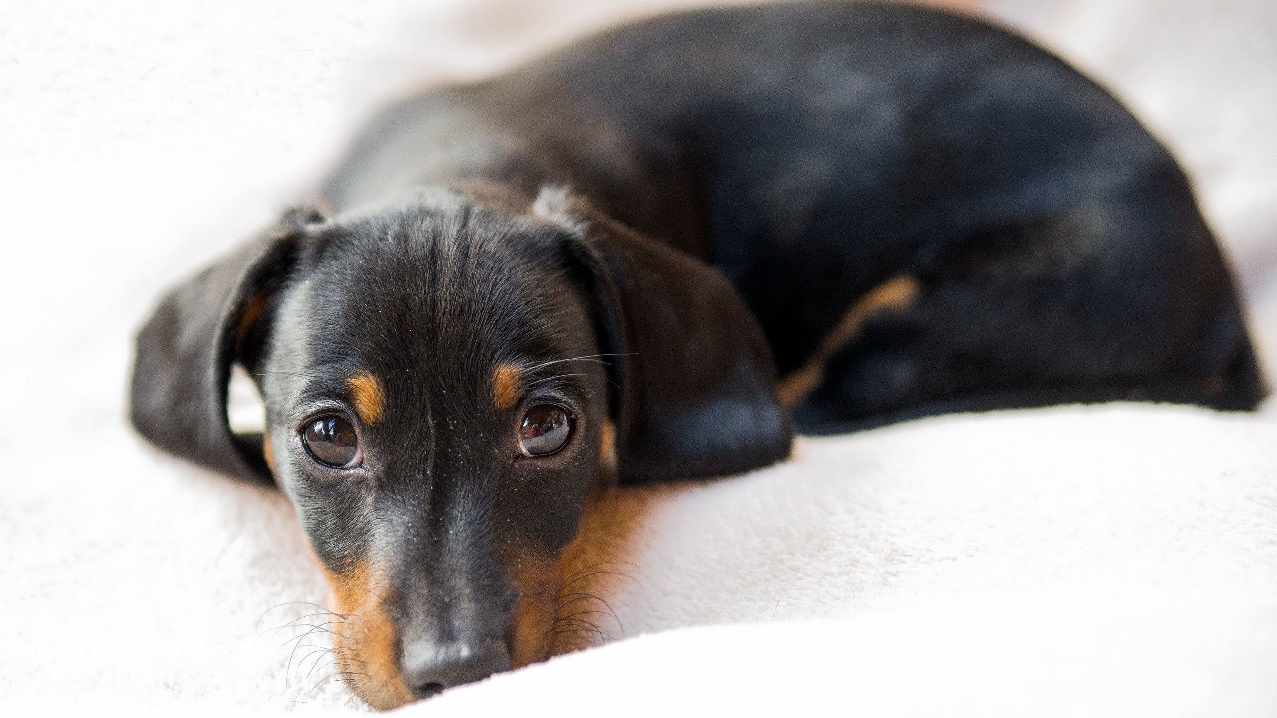 Wiener Dog Black Wallpapers Wallpaper Cave
