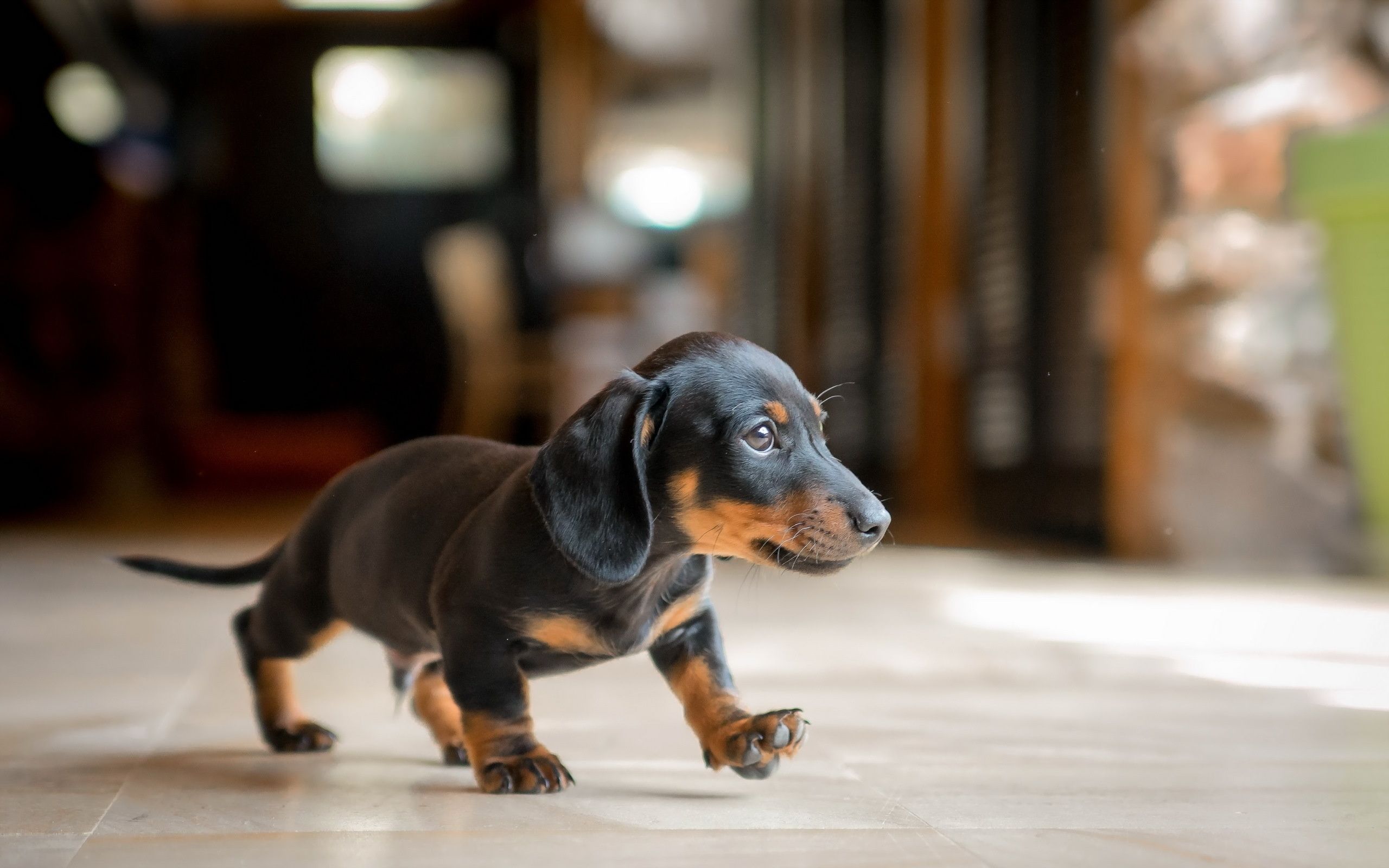 Wiener Dog Black Wallpapers Wallpaper Cave
