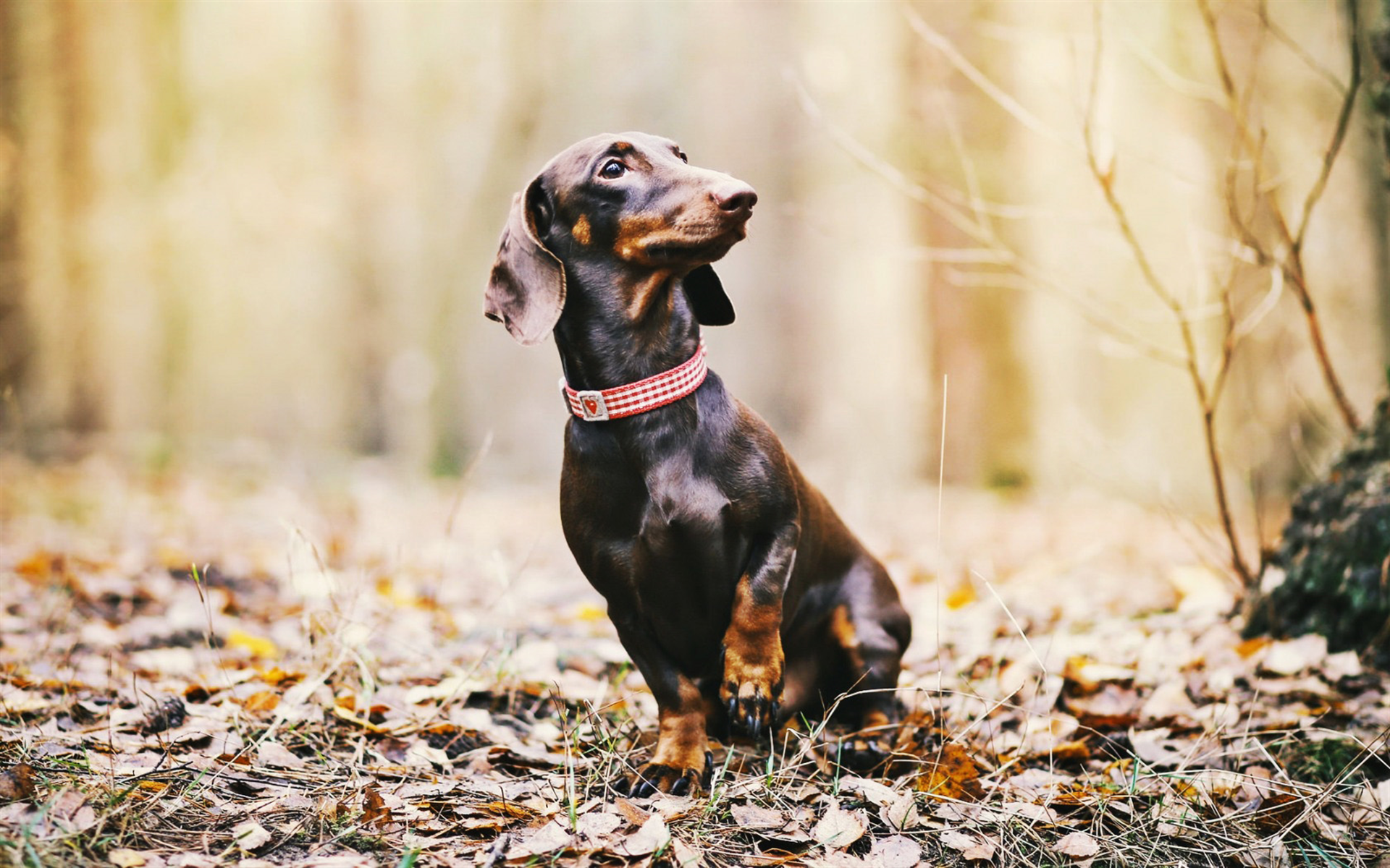 Wiener Dog Black Wallpapers Wallpaper Cave