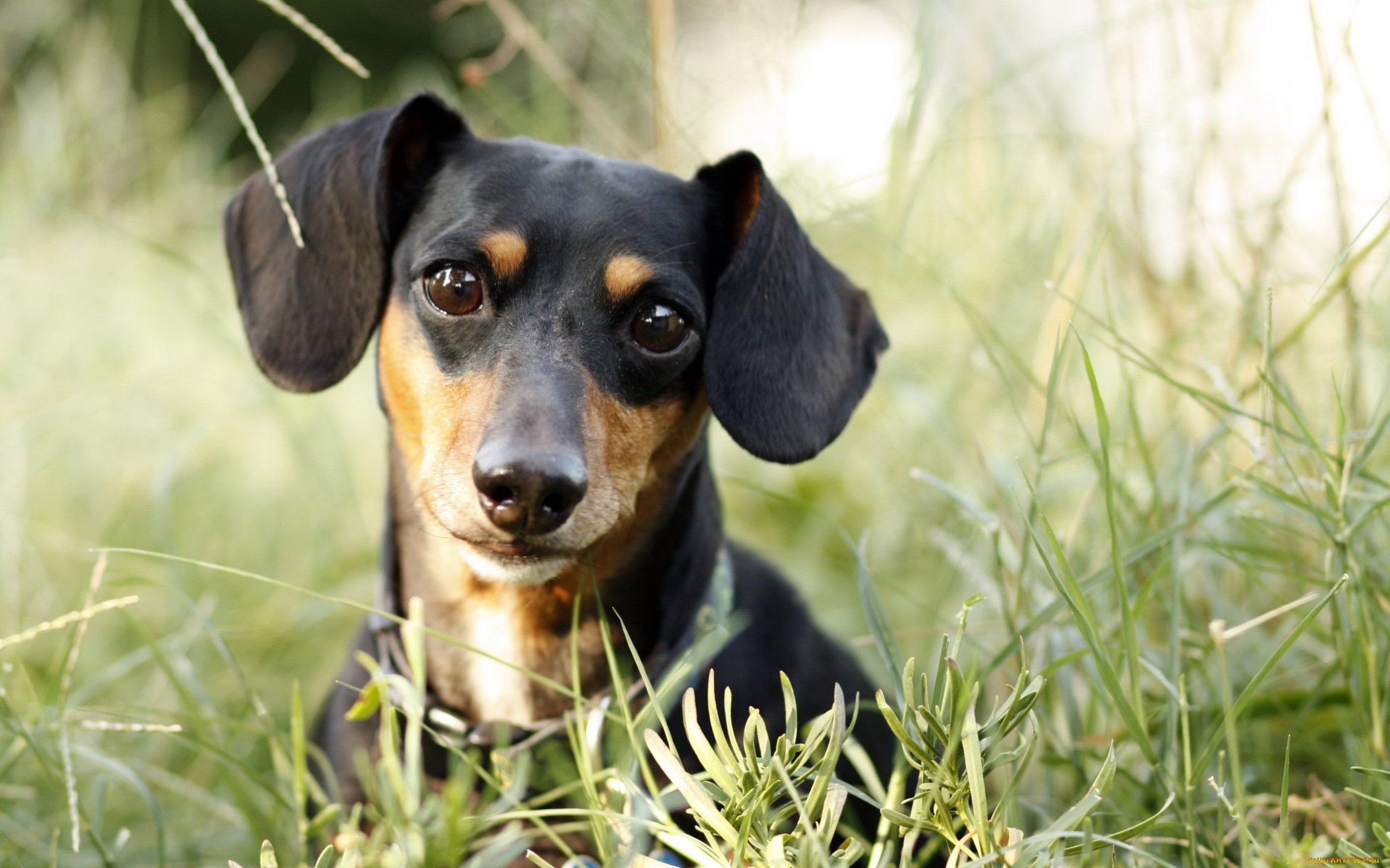 Wiener Dog Black Wallpapers Wallpaper Cave