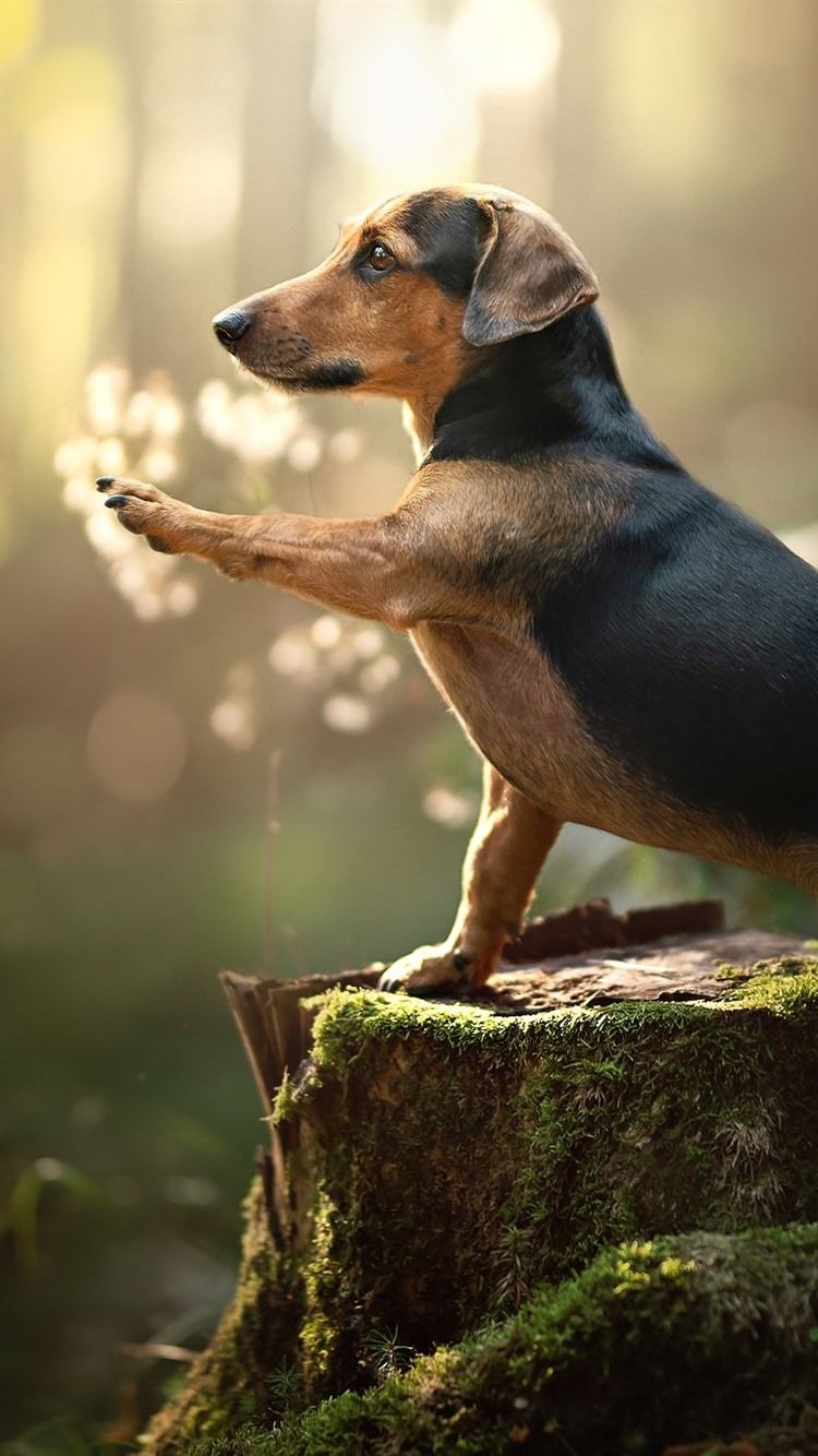 Wiener Dog Black Wallpapers Wallpaper Cave