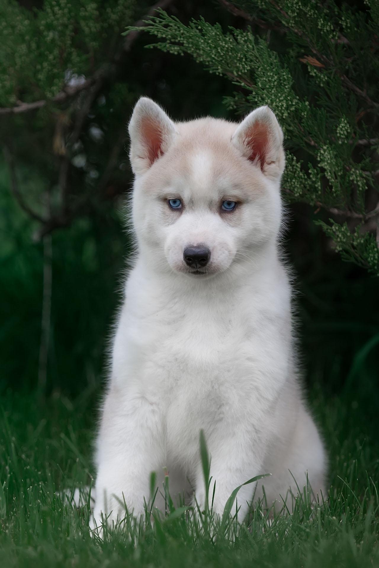 Aesthetic Dog Wallpapers Wallpaper Cave