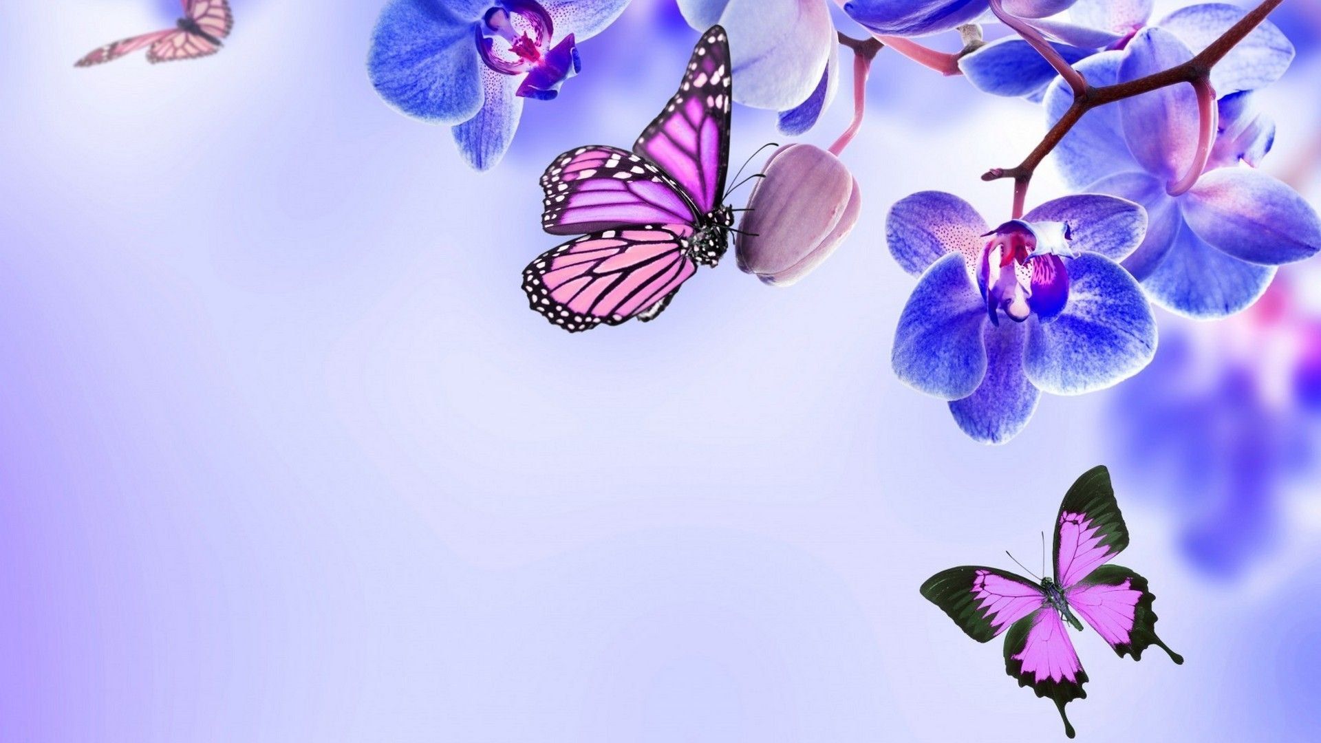 Aesthetic Butterfly Desktop Wallpapers Wallpaper Cave