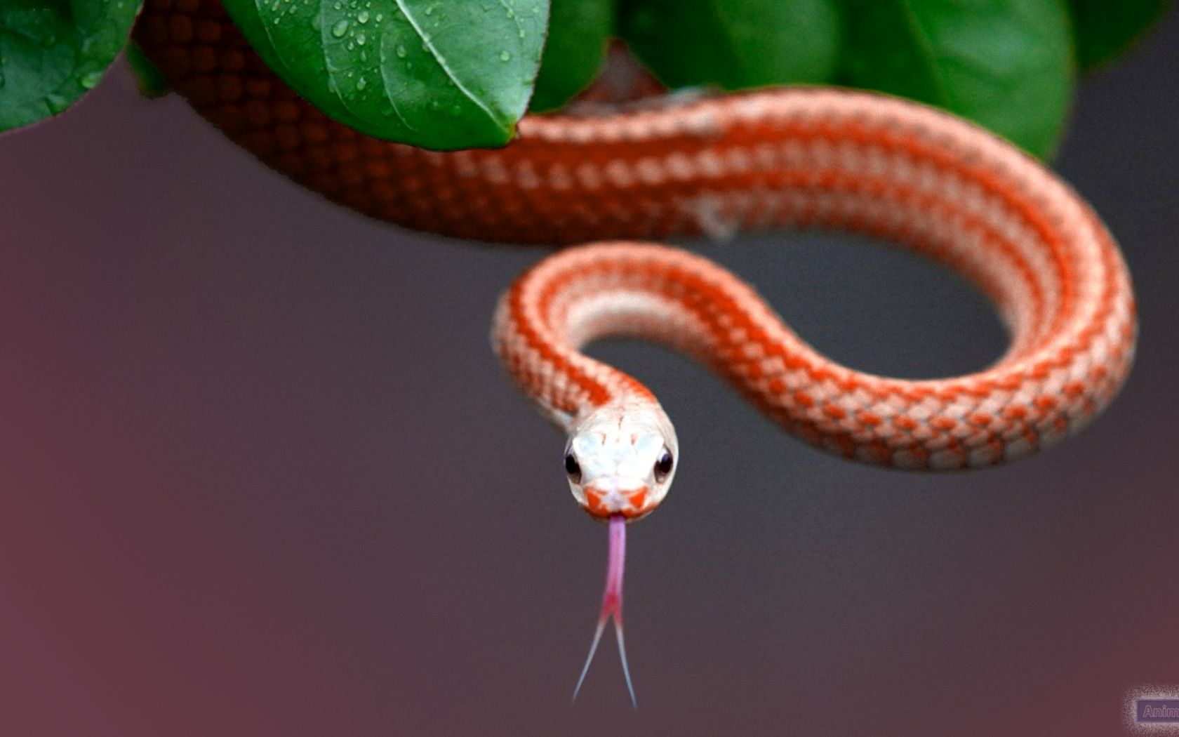 Corn Snake Wallpapers Wallpaper Cave
