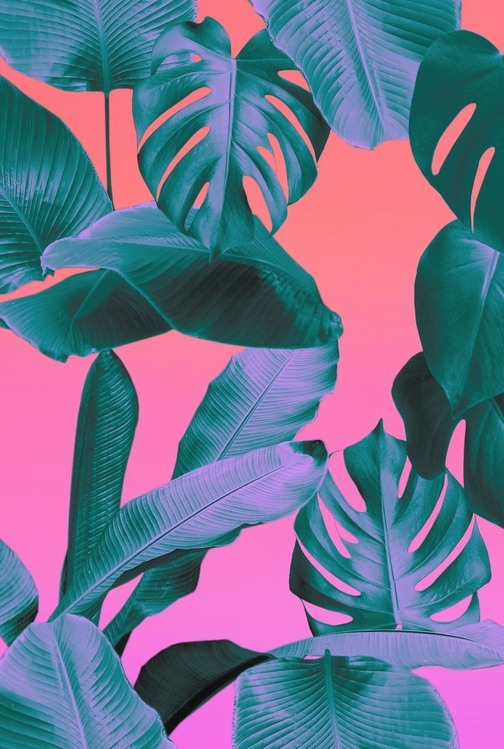 Tropical Aesthetic Jungle Background Tropical aesthetic • dreaming up