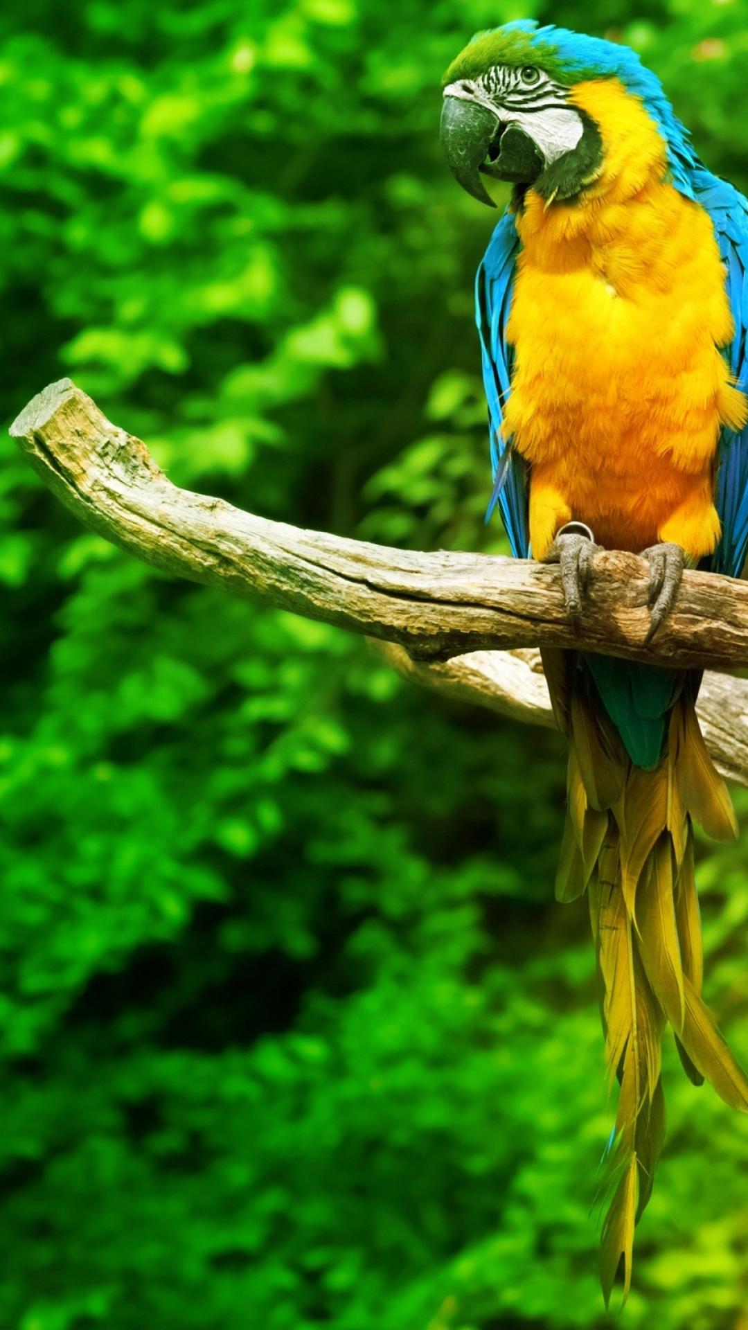 Parrot Mobile Wallpapers Wallpaper Cave